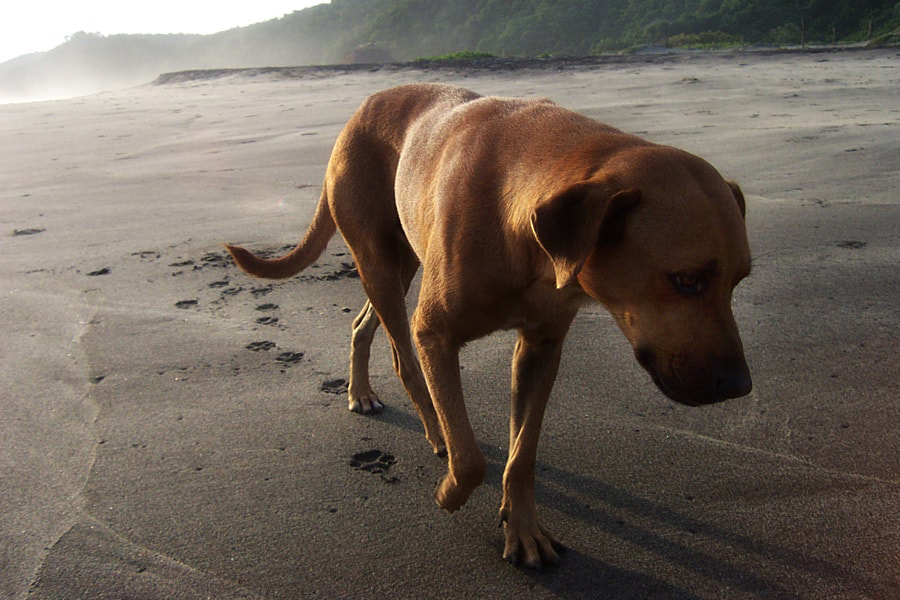 Kodak DX3600 DIGITAL CAMERA sample photo. Playa la mermejita, mazunte. oaxaca. photography
