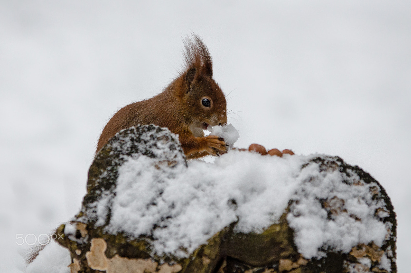 Sigma 70-200mm F2.8 EX DG OS HSM sample photo. Squirell in the snow photography