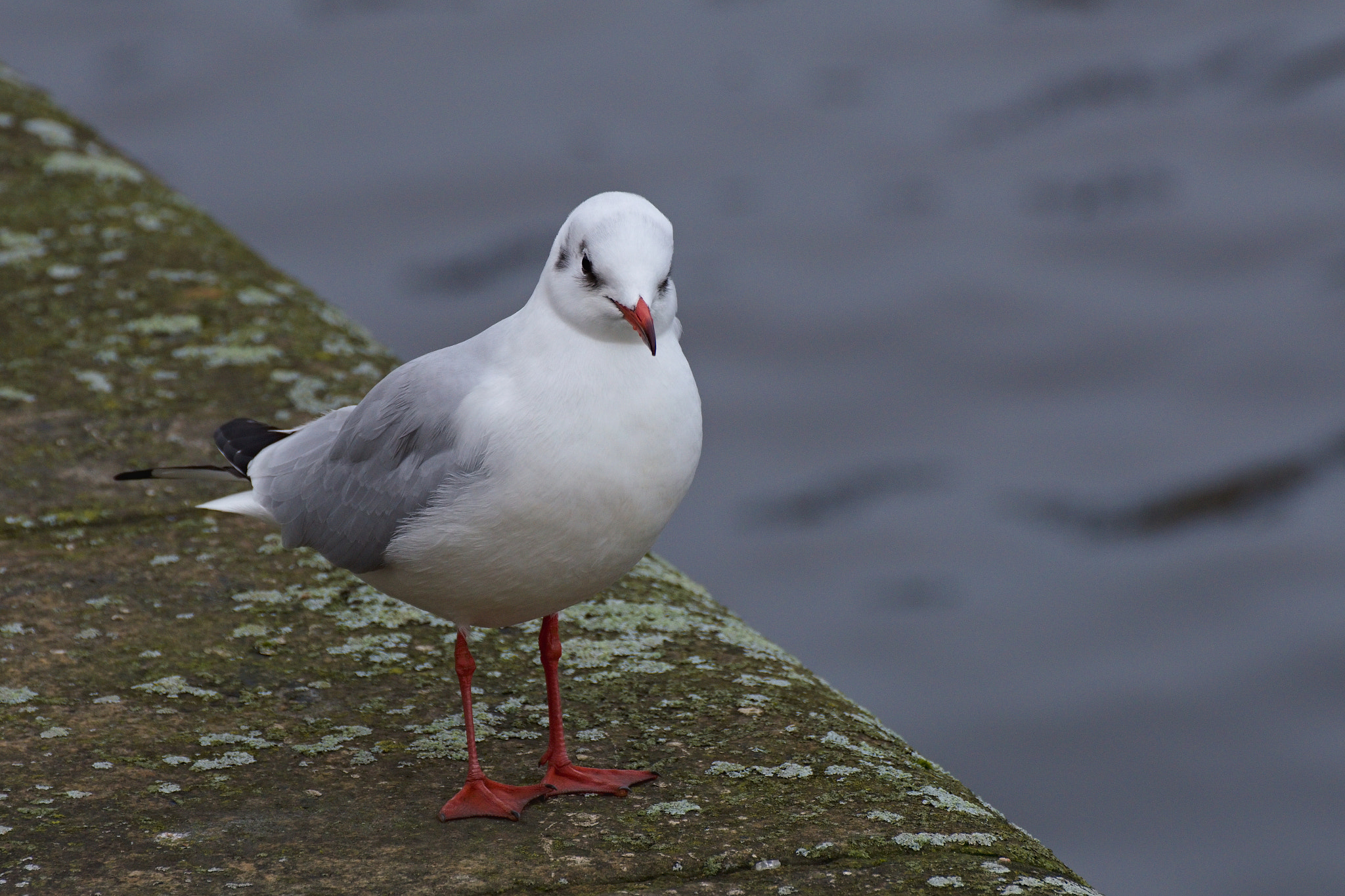 Nikon D3200 + 70.00 - 300.00 mm f/4.0 - 5.6 sample photo. Seagull photography