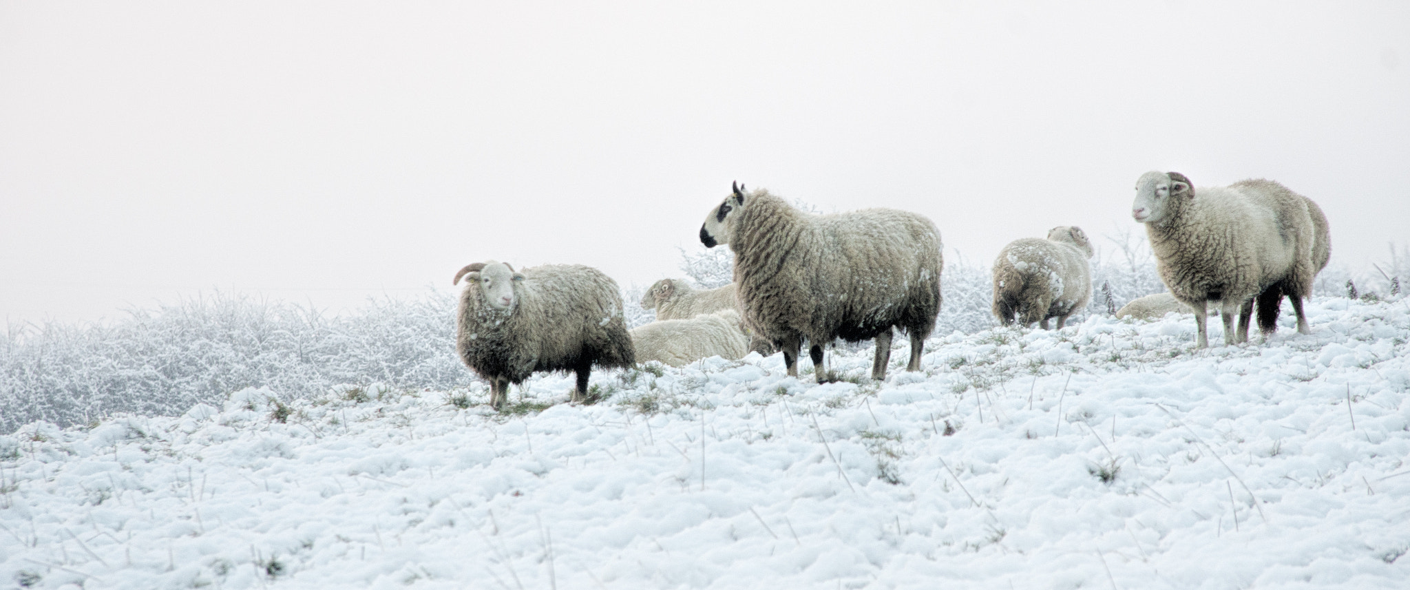 Sigma 18-125mm F3.8-5.6 DC HSM sample photo. Was snow forecast? photography