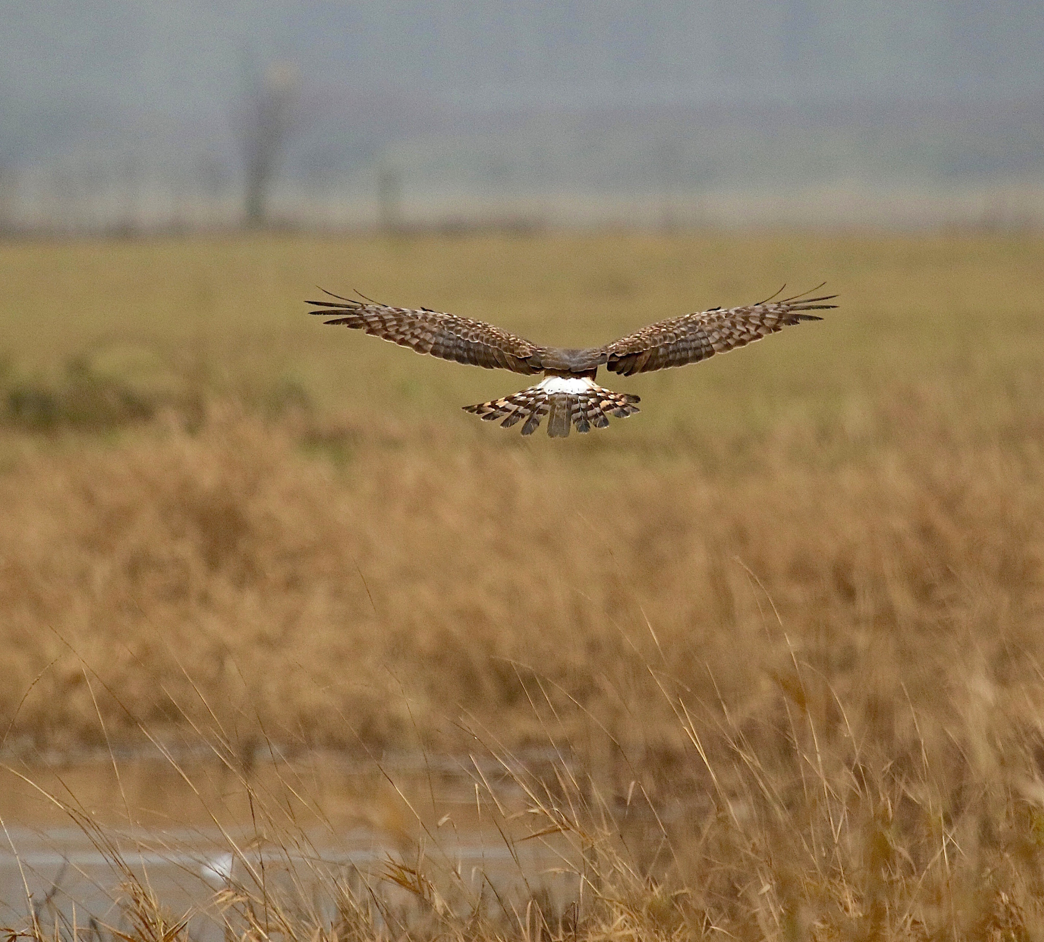 Canon EF 100-400mm F4.5-5.6L IS USM sample photo. Flight photography