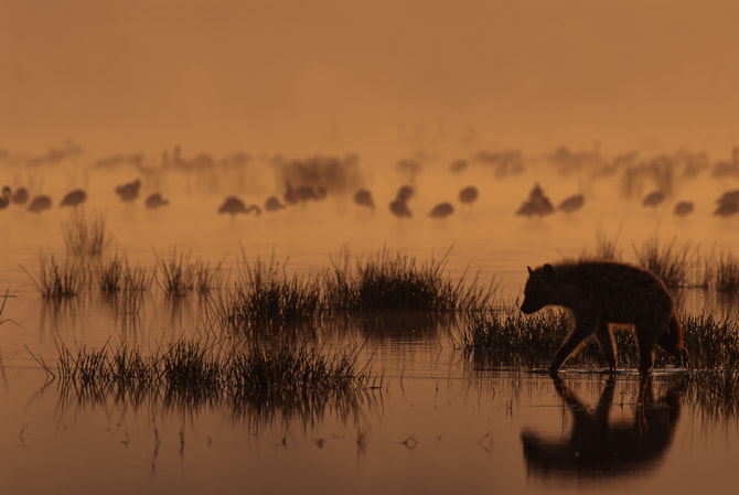 Nikon AF-S Nikkor 500mm F4D ED-IF II sample photo. Dawn patrol photography