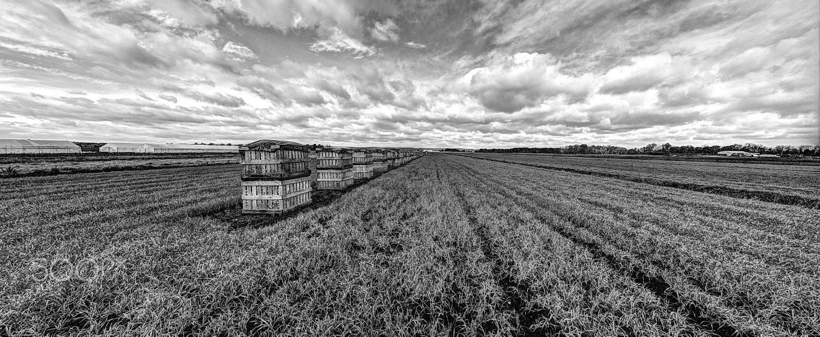 Canon EOS 7D + Sigma 12-24mm F4.5-5.6 EX DG Aspherical HSM sample photo. Onion fields panorama new york state photography