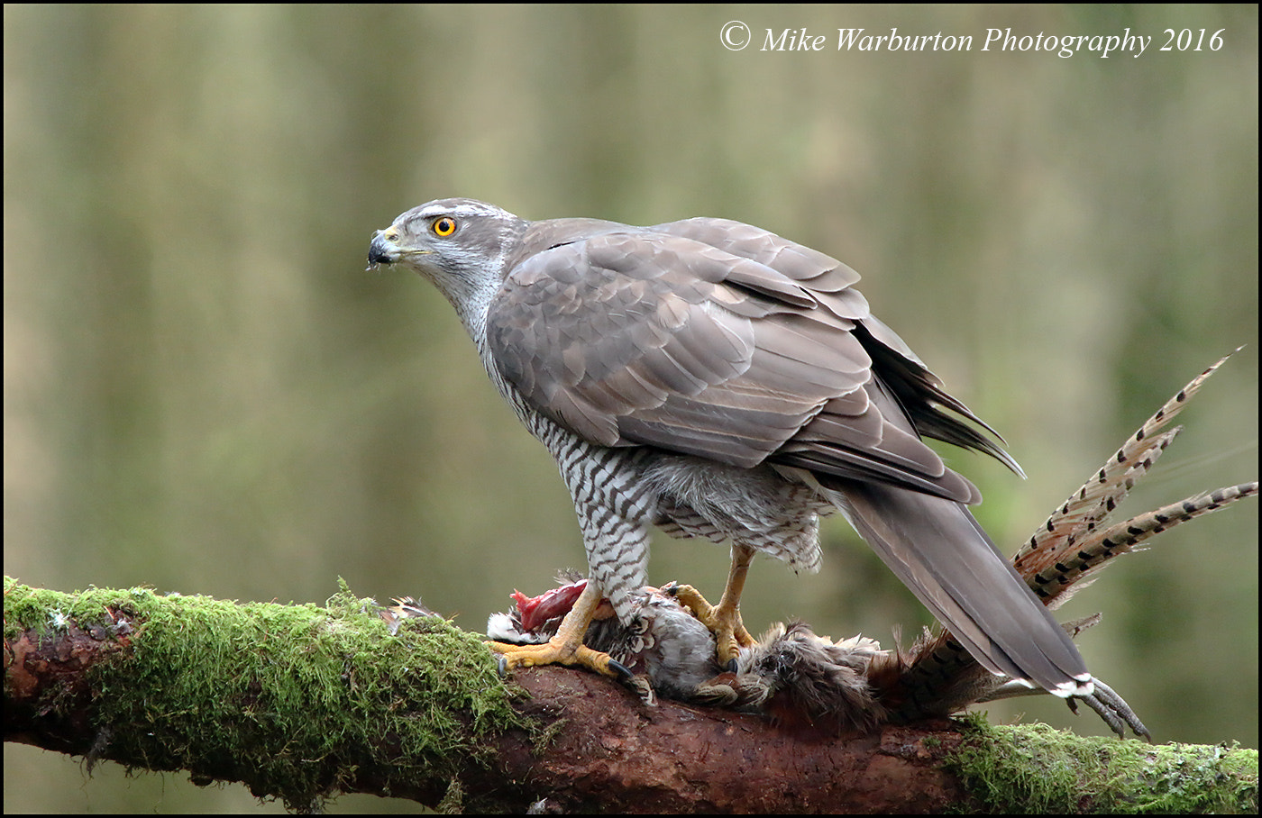 Sigma 50-500mm f/4-6.3 APO HSM EX sample photo. Northern goshawk (female) photography