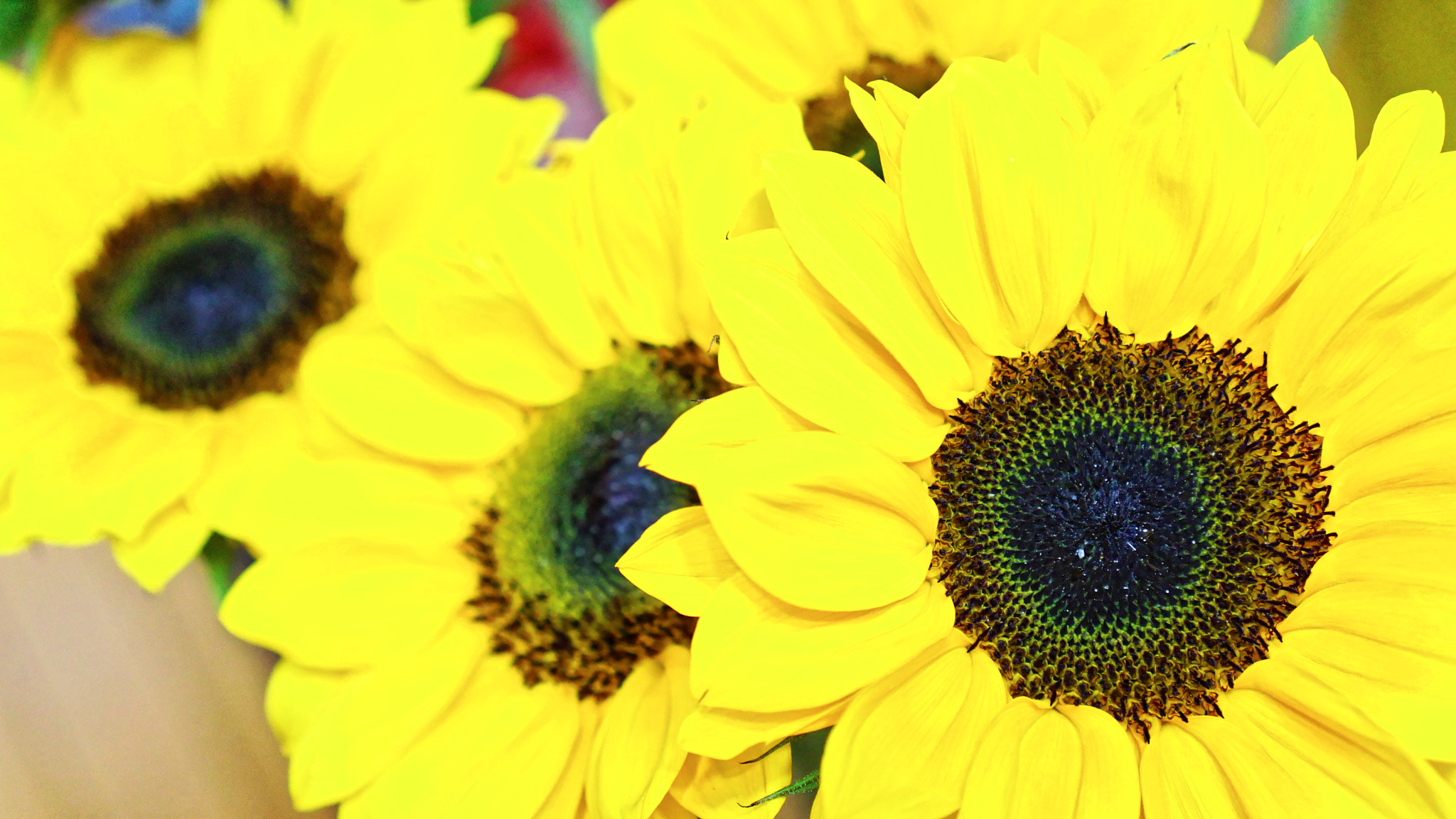Sony Alpha NEX-7 + Sony E 35mm F1.8 OSS sample photo. Yellow followers photography