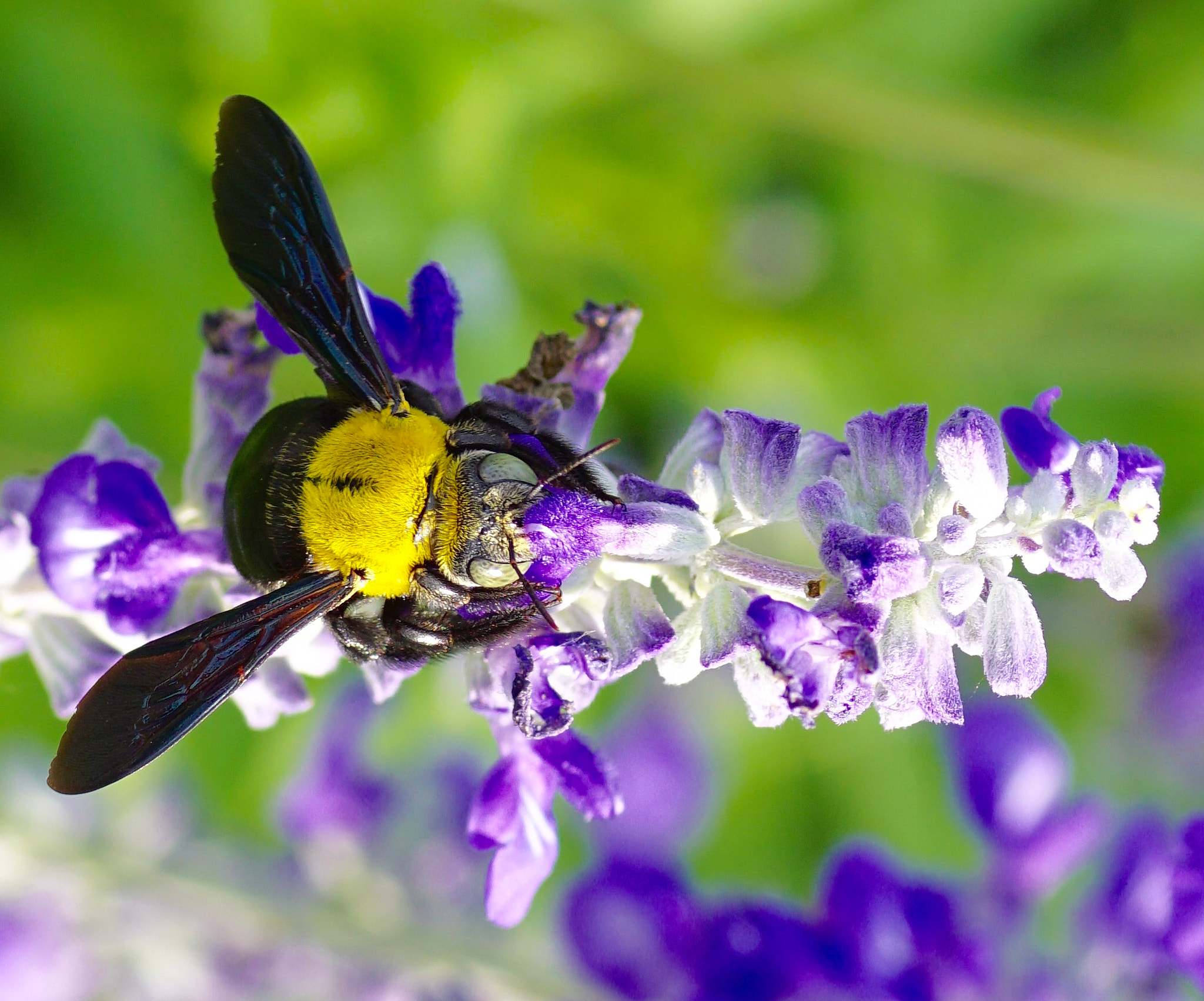 Sony a6000 + Tamron SP AF 90mm F2.8 Di Macro sample photo. Beautiful yellow bee photography