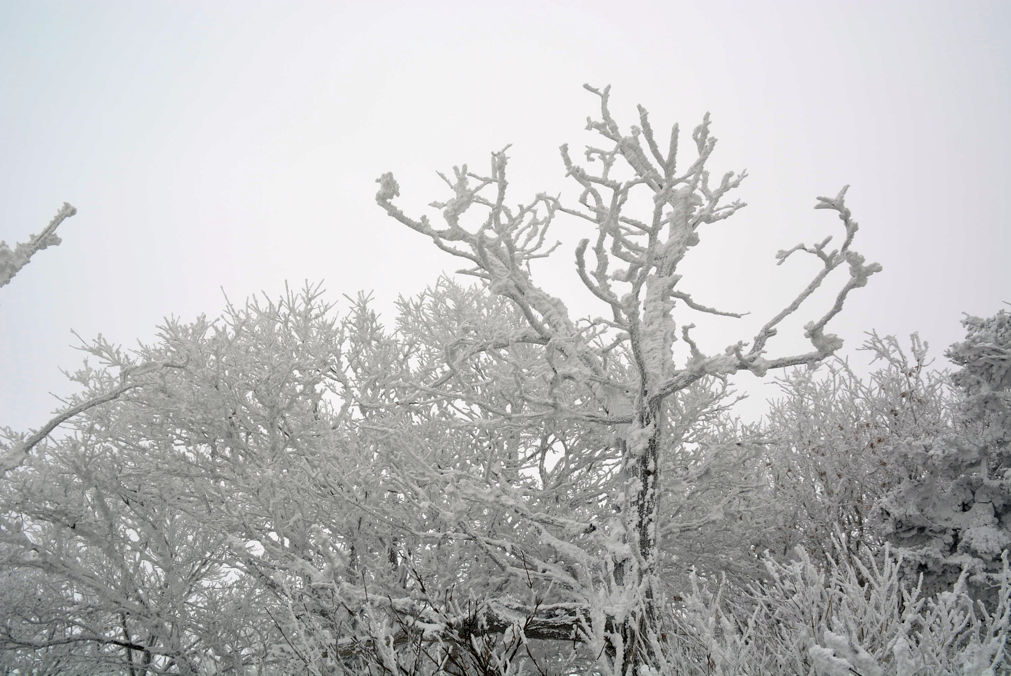 Sigma 120-400mm F4.5-5.6 DG OS HSM sample photo. 덕유산 photography