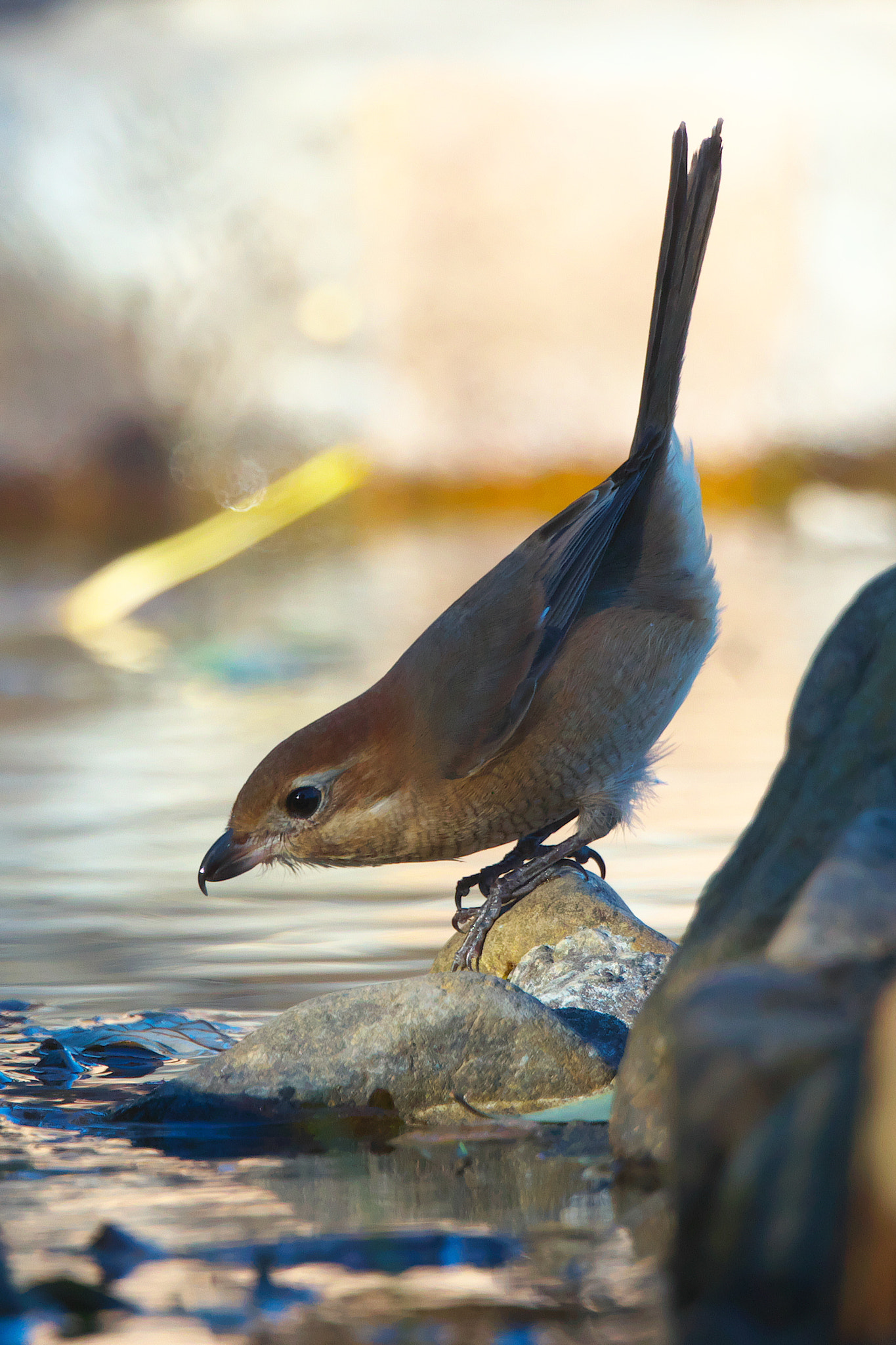Canon EF 300mm F2.8L IS II USM sample photo. Mozu photography