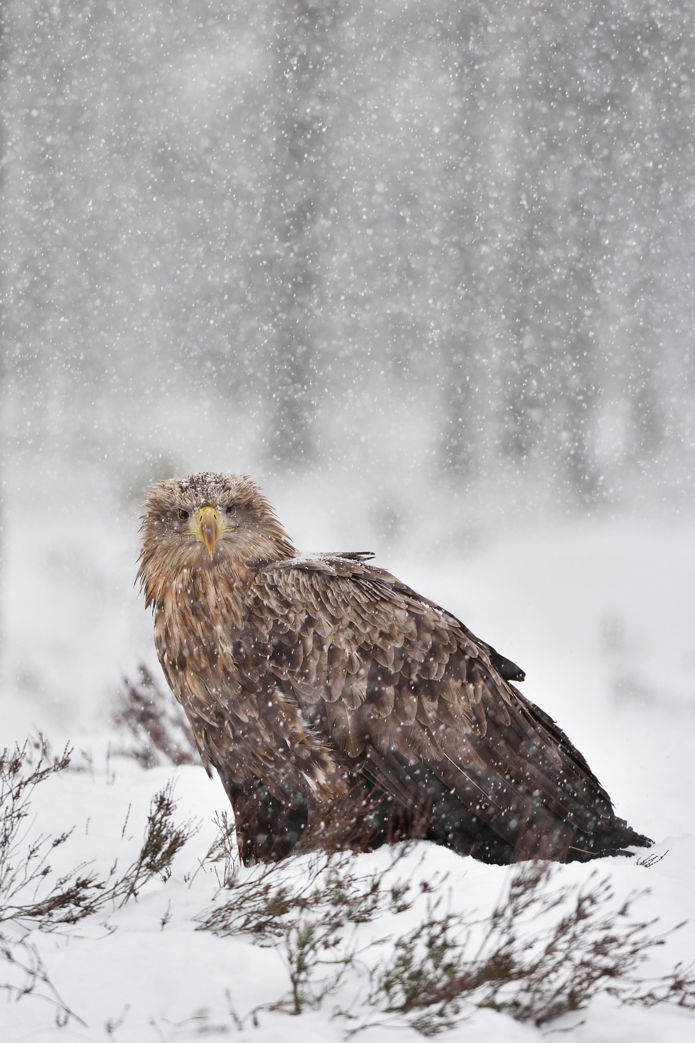 Nikon AF-S Nikkor 200-400mm F4G ED-IF VR sample photo. Let it snow photography