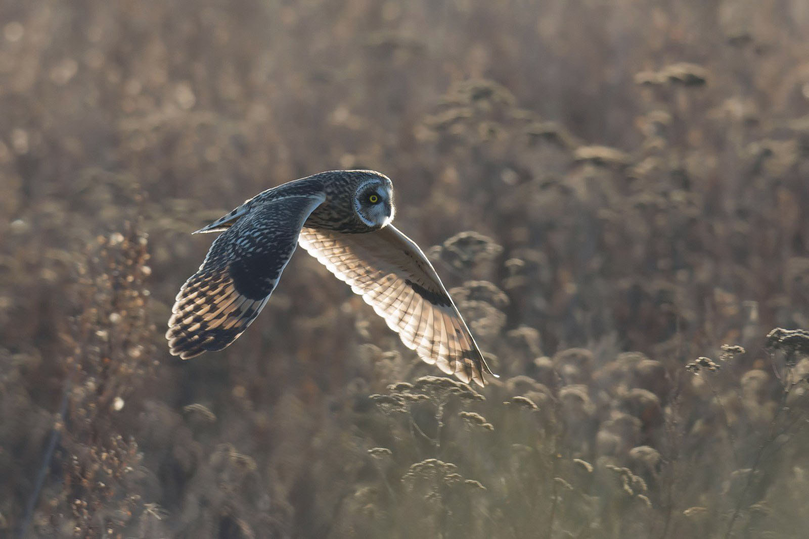 Nikon D7200 + Nikon AF-S Nikkor 500mm F4G ED VR sample photo. Short-eared owl photography