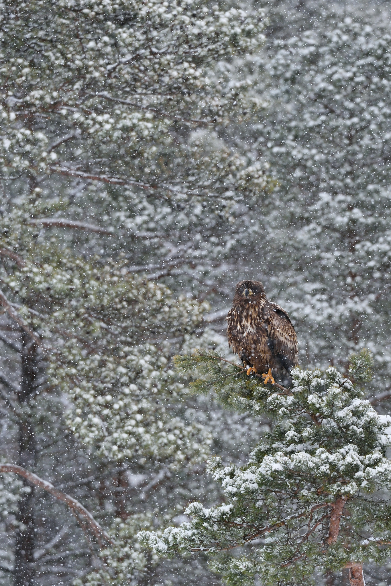 Nikon AF-S Nikkor 200-400mm F4G ED-IF VR sample photo. White-tailed eagle at snowfall photography