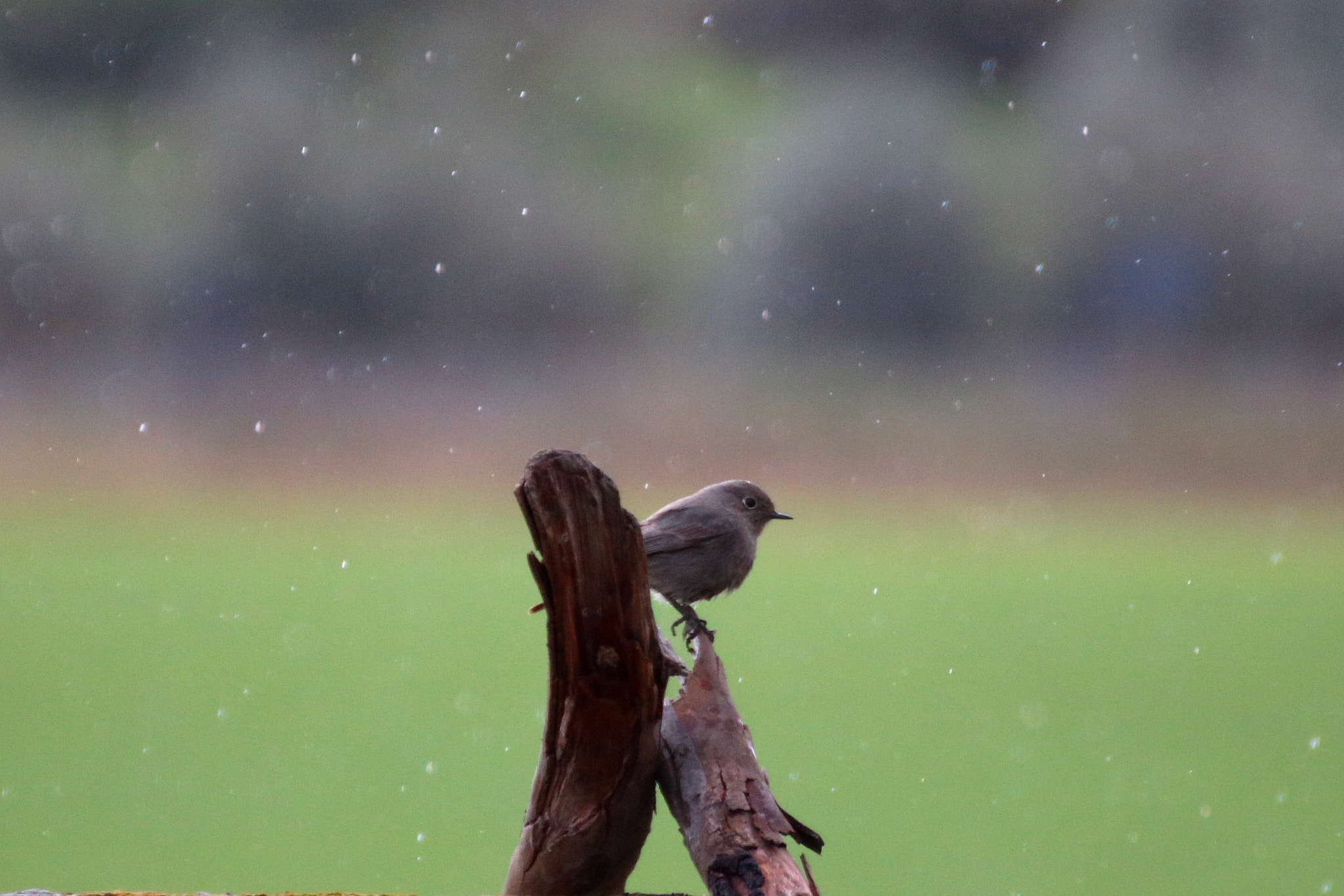 Tamron SP 35mm F1.8 Di VC USD sample photo. Cip... photography