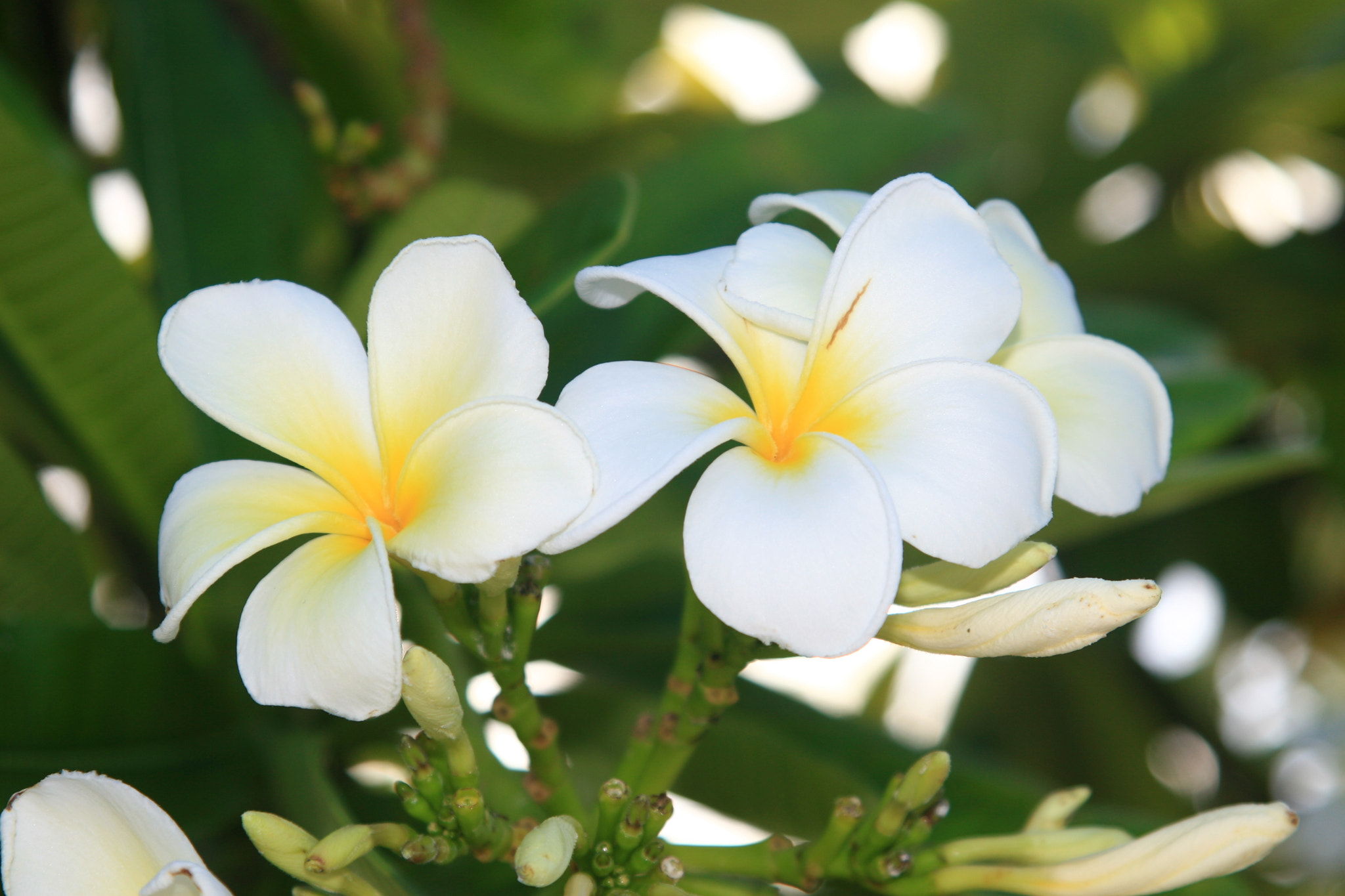 Canon EF 24-85mm F3.5-4.5 USM sample photo. Singapore evergreen plumeria photography