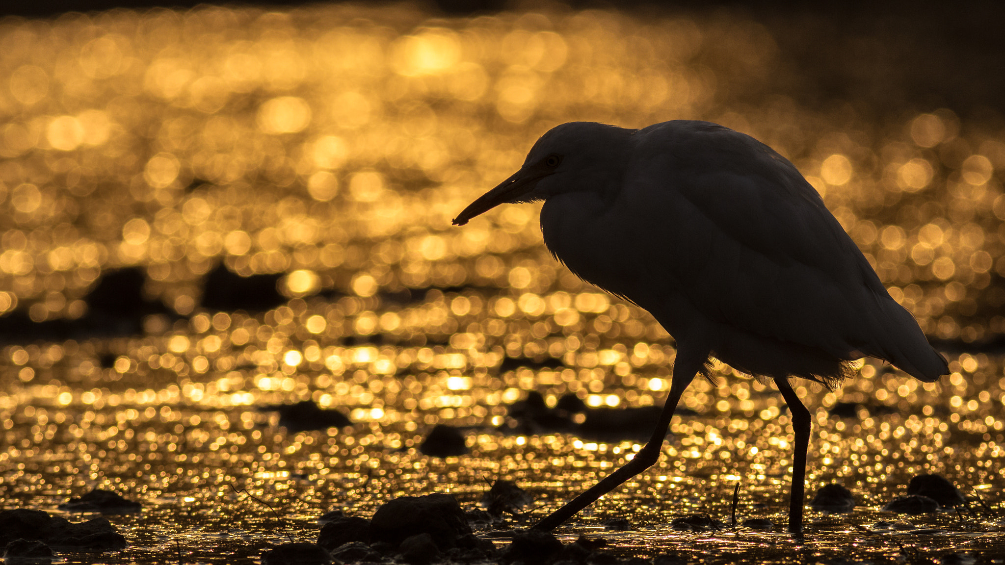 Canon EOS-1D Mark IV + Canon EF 400mm F5.6L USM sample photo. Bokehlicious egret photography