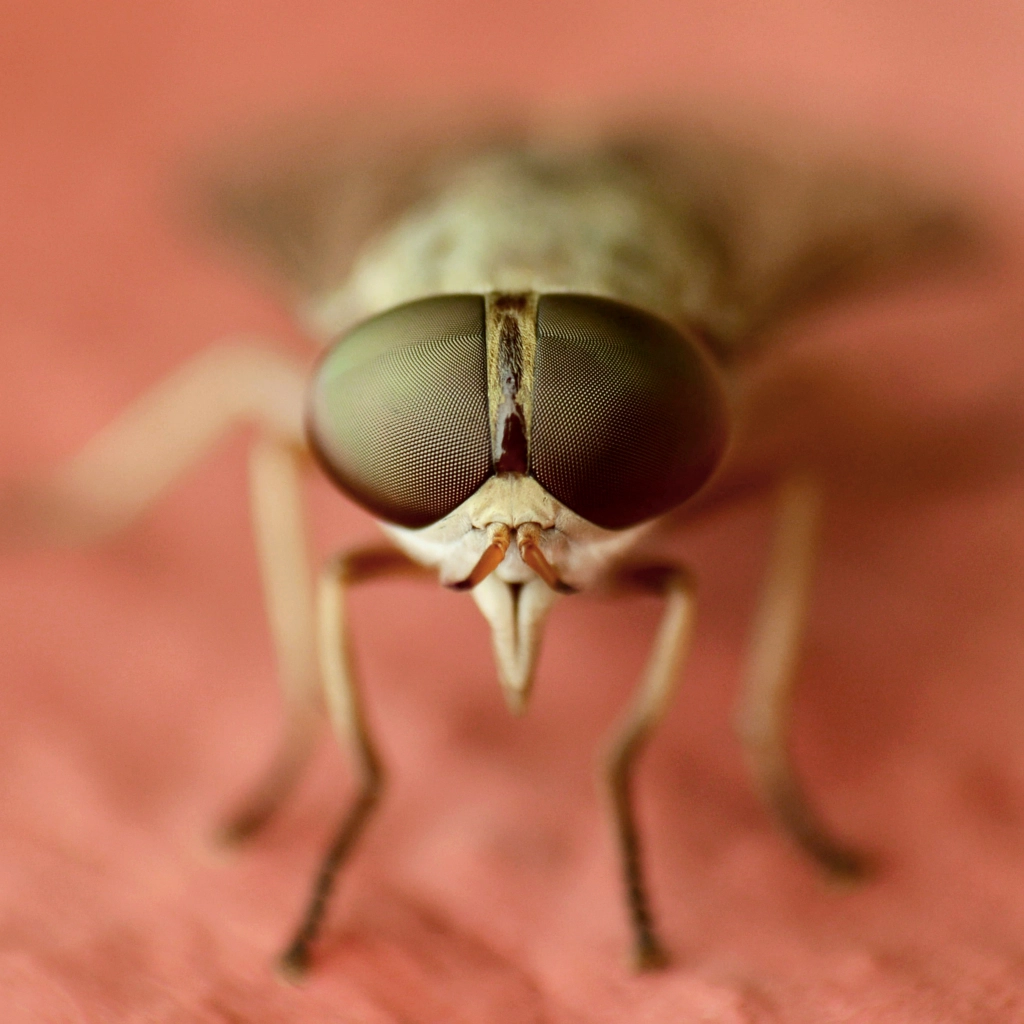 BROWN EYES .. by Avismita Bhattacharyya on 500px.com