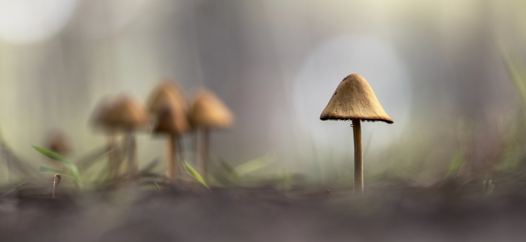 Canon EF 100mm F2.8 Macro USM sample photo. Micopanoramica photography