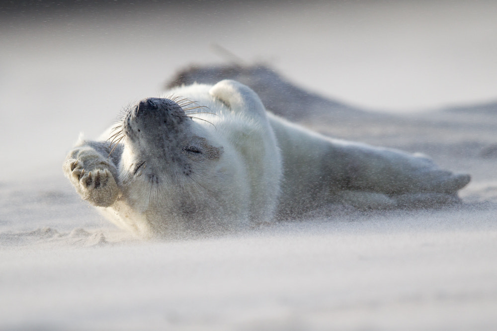 Canon EOS-1D Mark IV + Canon EF 400mm F2.8L IS II USM sample photo. Baby grey seal #3 photography