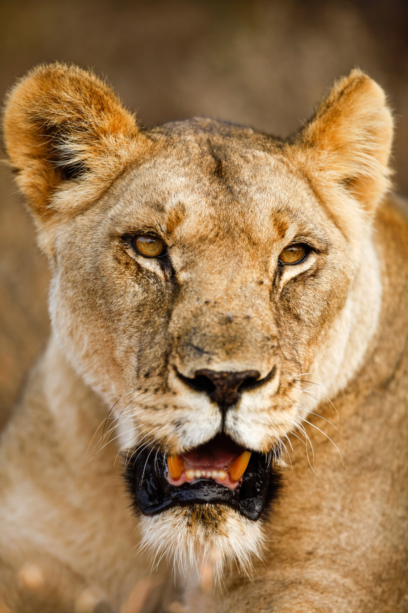 Canon EF 400mm F2.8L IS USM sample photo. Kwandwe south pride lioness photography