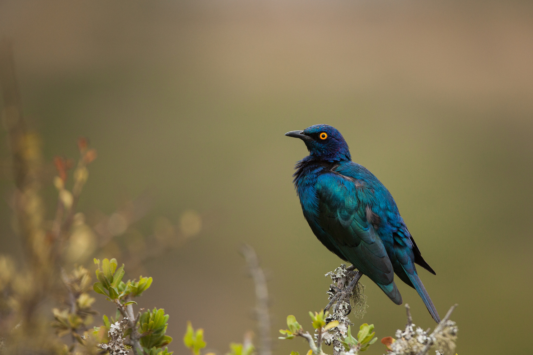 Canon EF 400mm F2.8L IS USM sample photo. Cape glossy starling photography