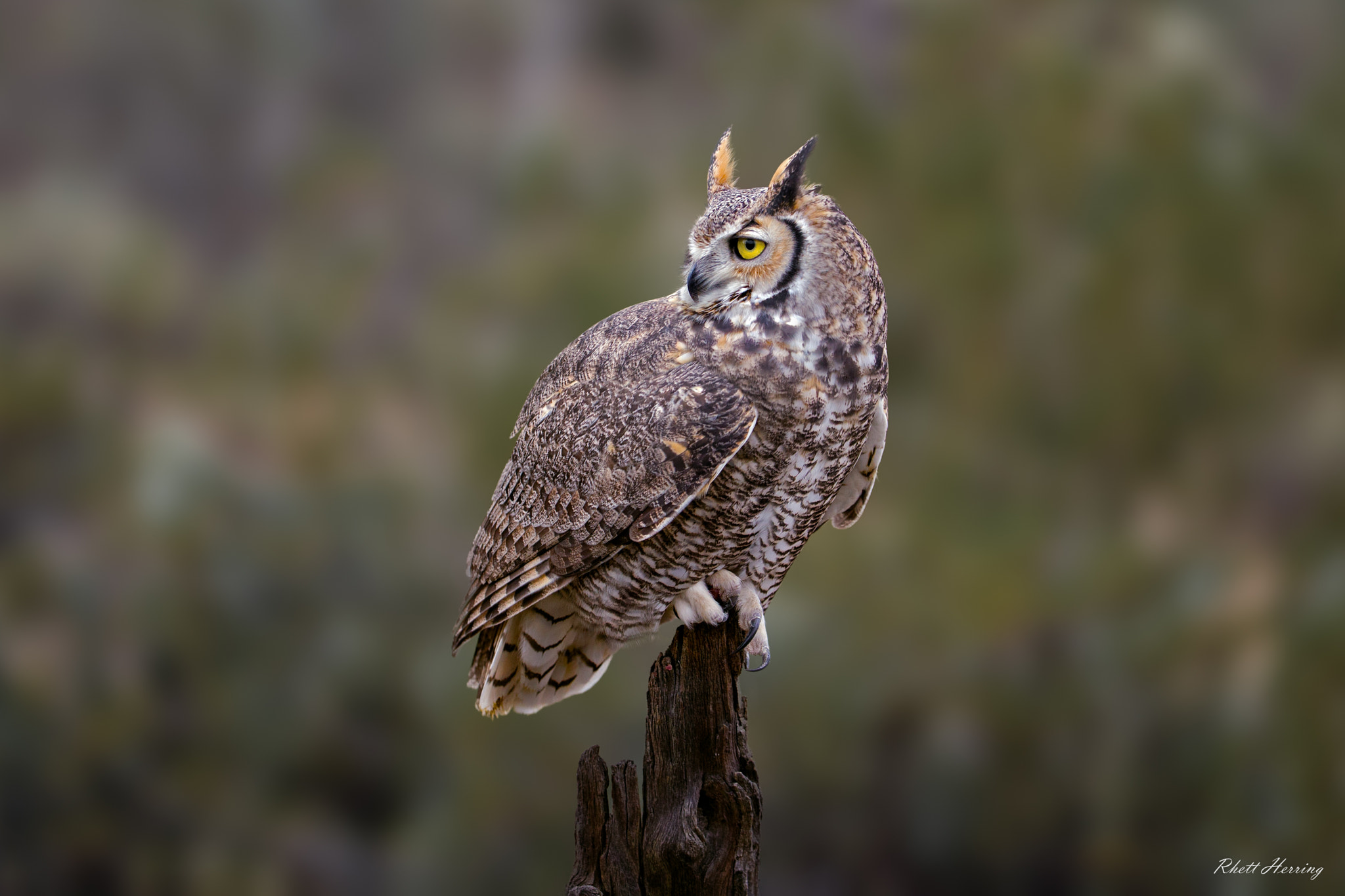 Canon EF 200-400mm F4L IS USM Extender 1.4x sample photo. Great horned owl perched photography
