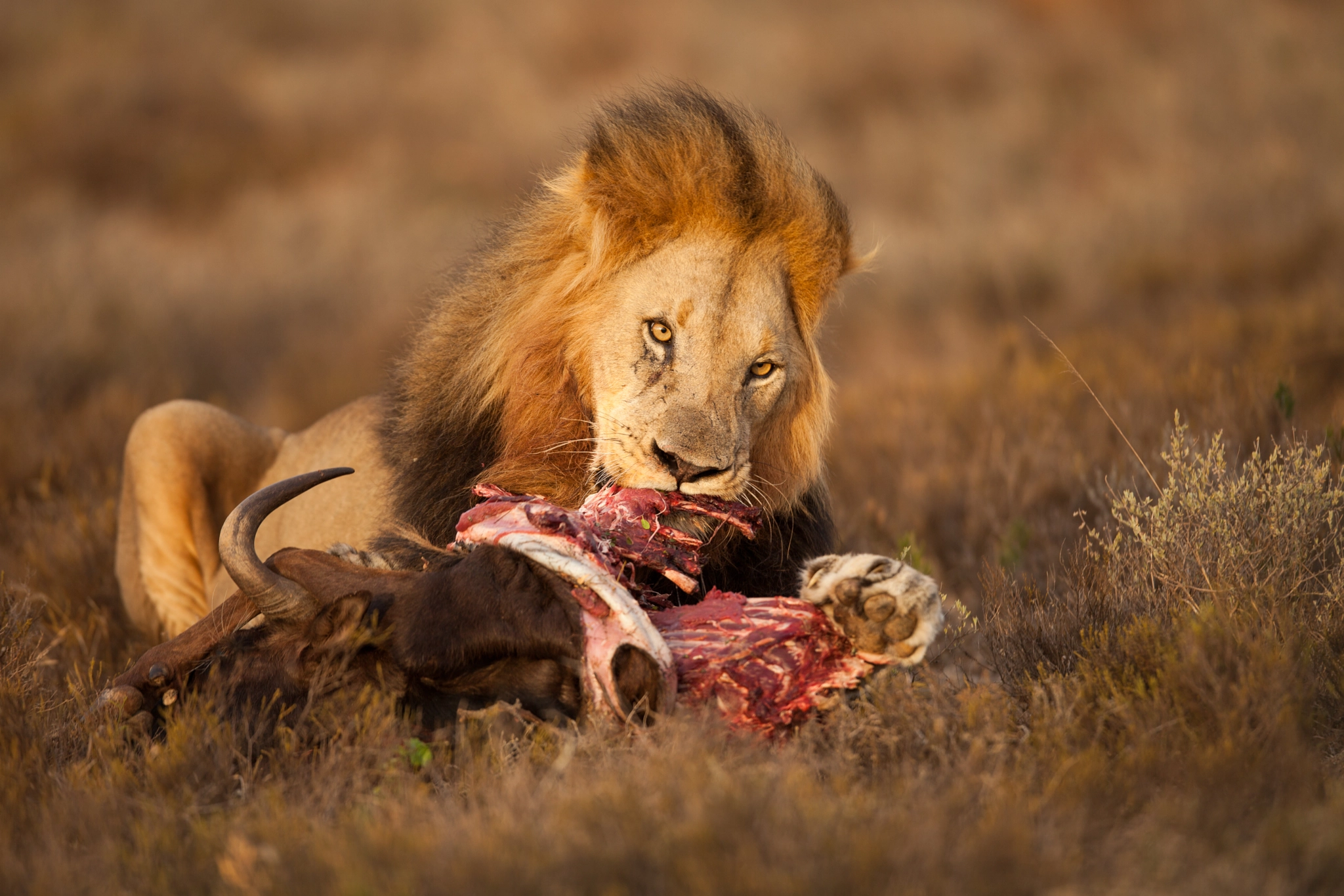 Canon EOS 5D Mark II + Canon EF 400mm F2.8L IS USM sample photo. Kwandwe south male eating photography