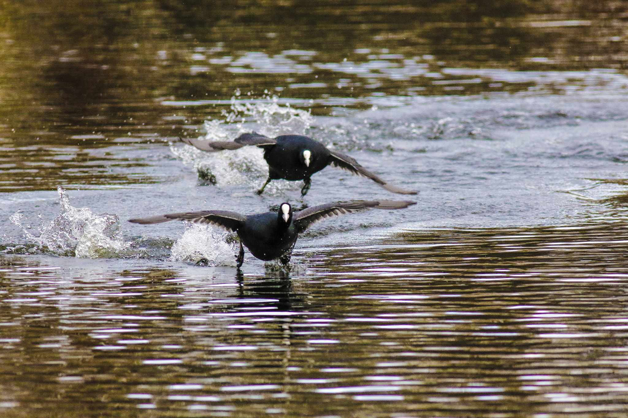 Canon EOS 7D Mark II + Canon EF 400mm F5.6L USM sample photo. Coot scoot photography