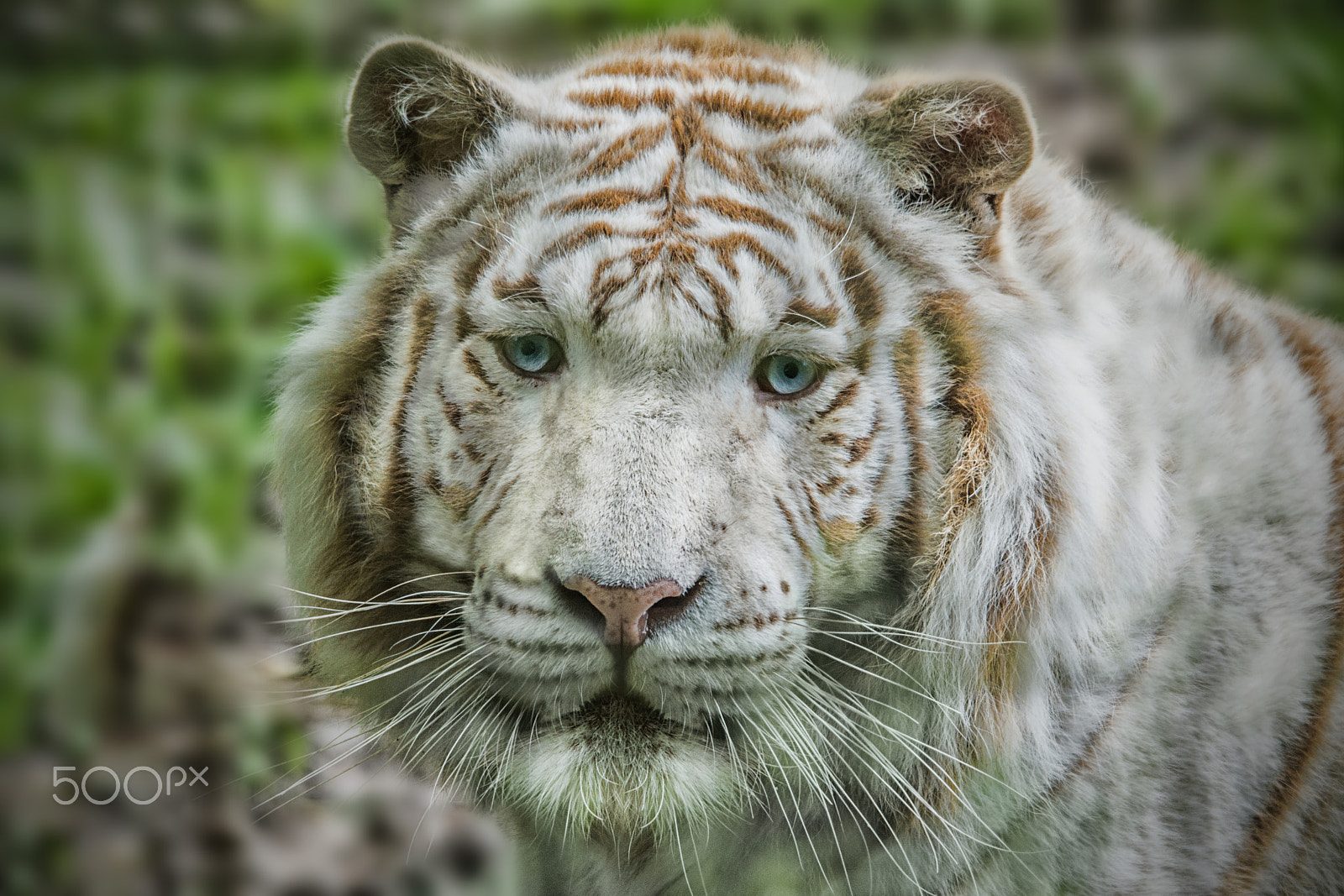 Sigma 150-500mm F5-6.3 DG OS HSM sample photo. Fa243 photography