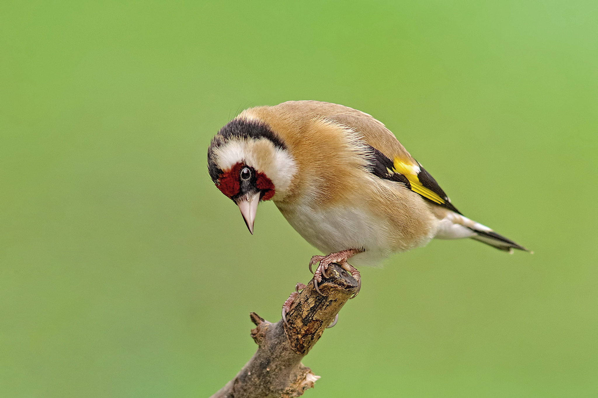 Sony a99 II + Minolta AF 300mm F2.8 HS-APO G sample photo. Goldfinch photography