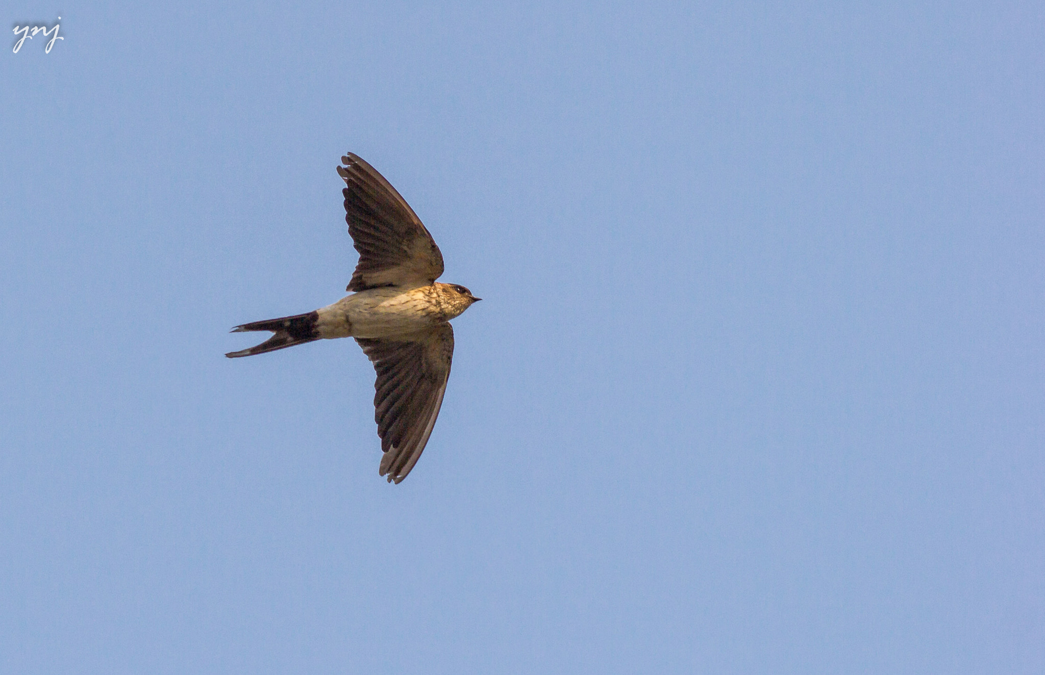 Canon EOS 550D (EOS Rebel T2i / EOS Kiss X4) + Canon EF 400mm F5.6L USM sample photo. Swallow in flight photography