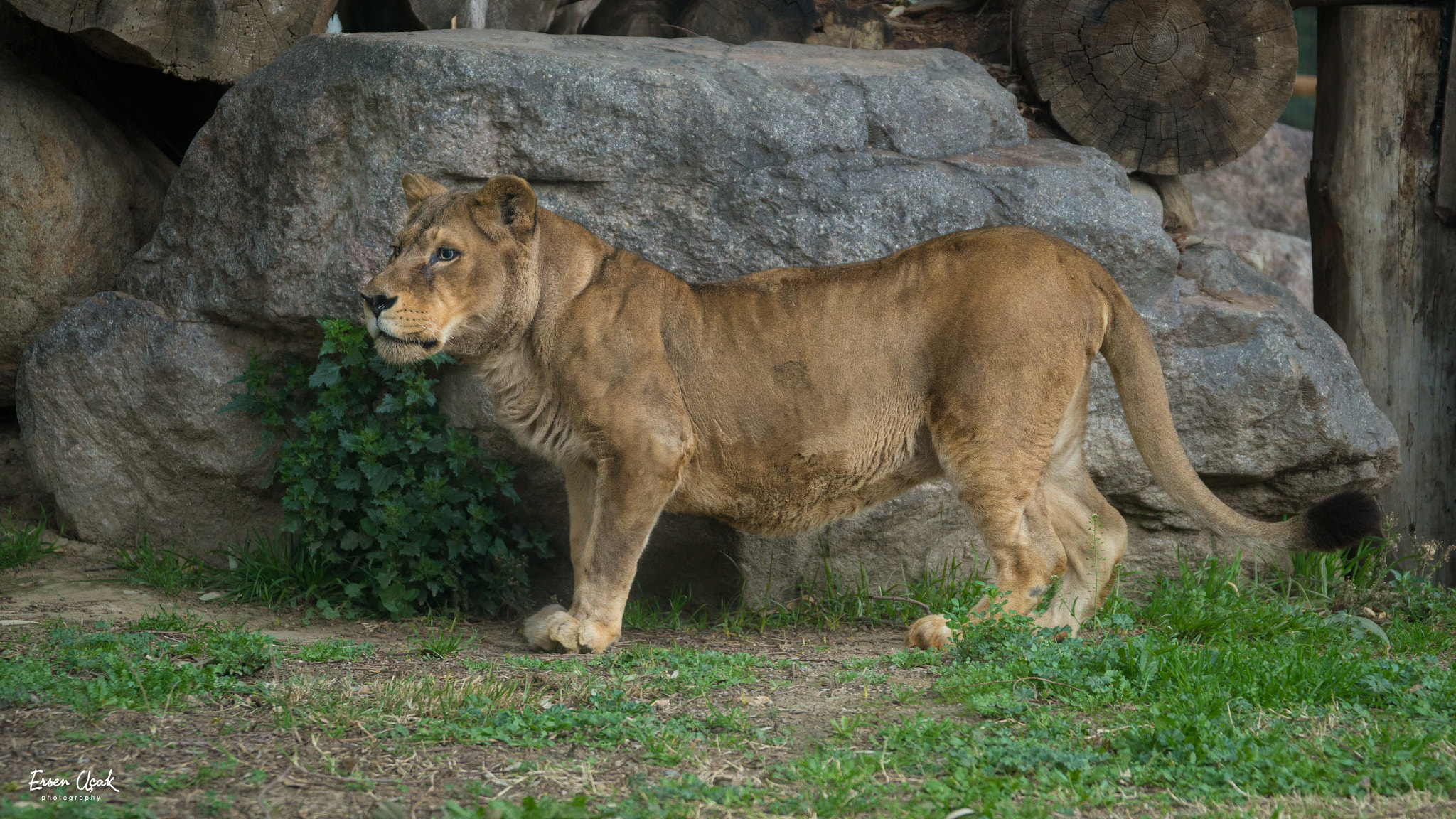 Sony 70-300mm F4.5-5.6 G SSM sample photo. The lion photography