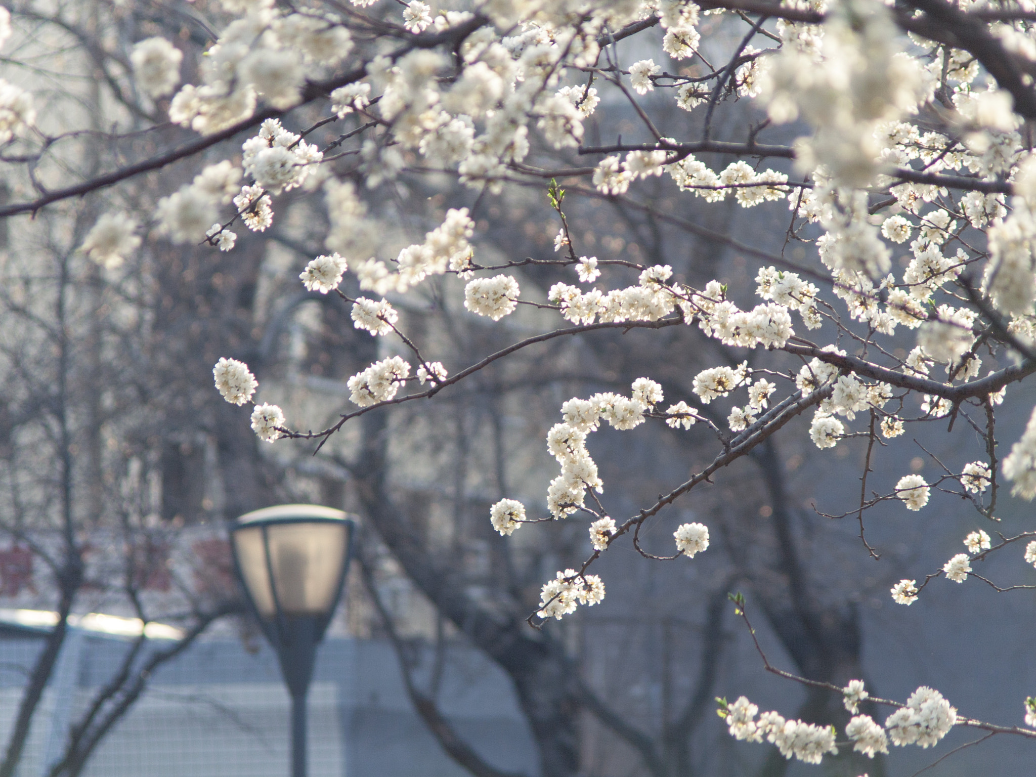 Canon EF 35-135mm f/4-5.6 USM sample photo