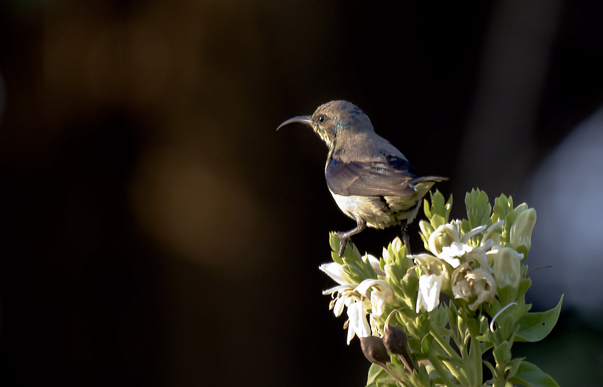 Sigma 120-400mm F4.5-5.6 DG OS HSM sample photo. Sunbird photography