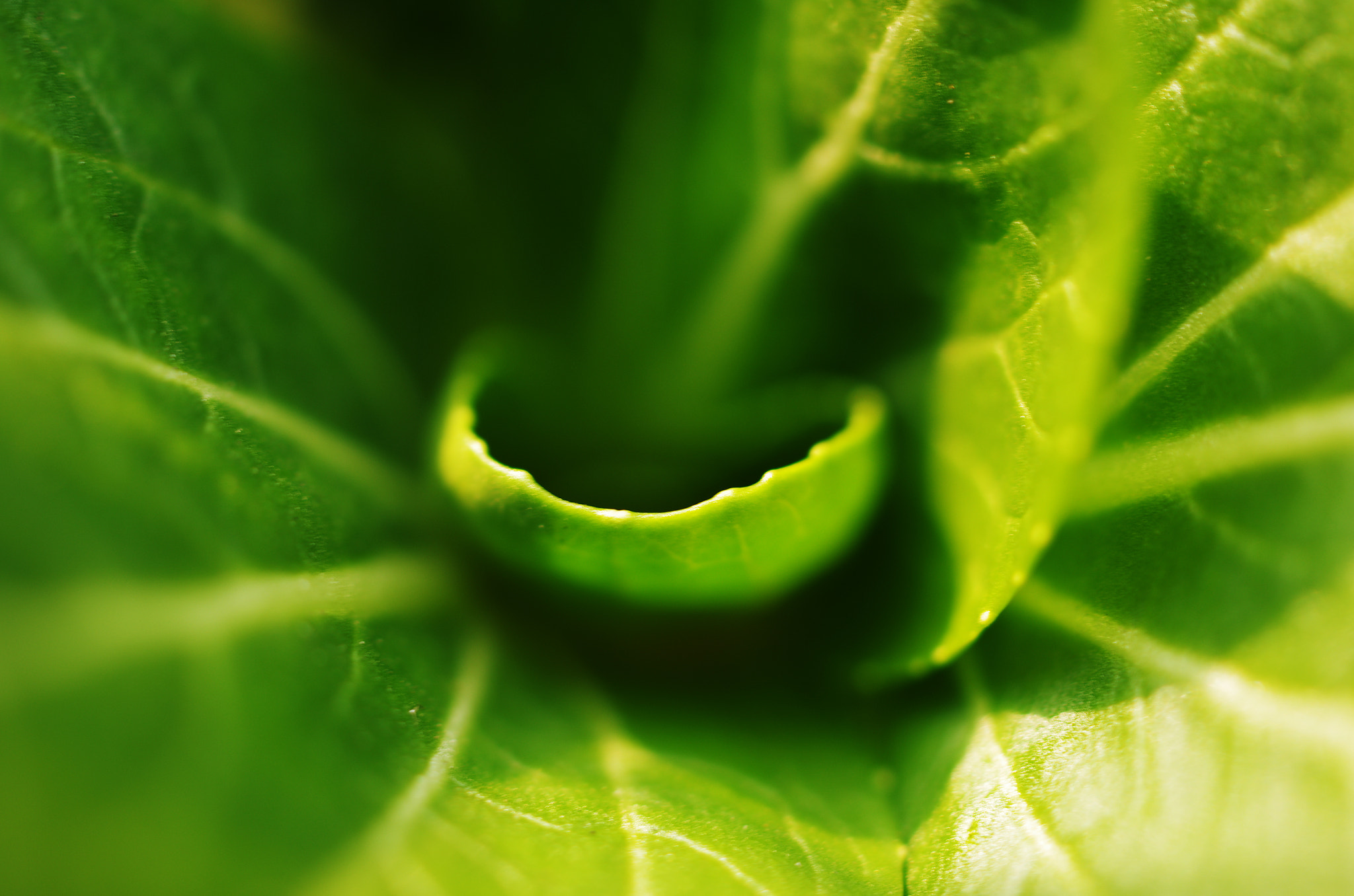 HD Pentax DA 35mm F2.8 Macro Limited sample photo. Green photography