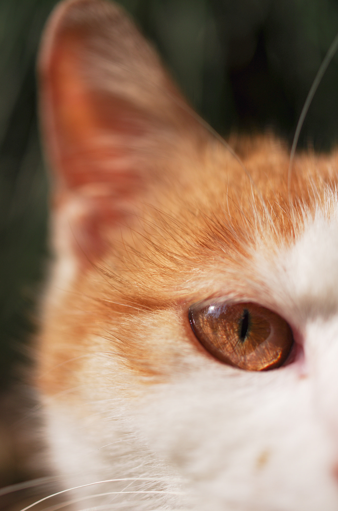 HD Pentax DA 35mm F2.8 Macro Limited sample photo. Cat photography
