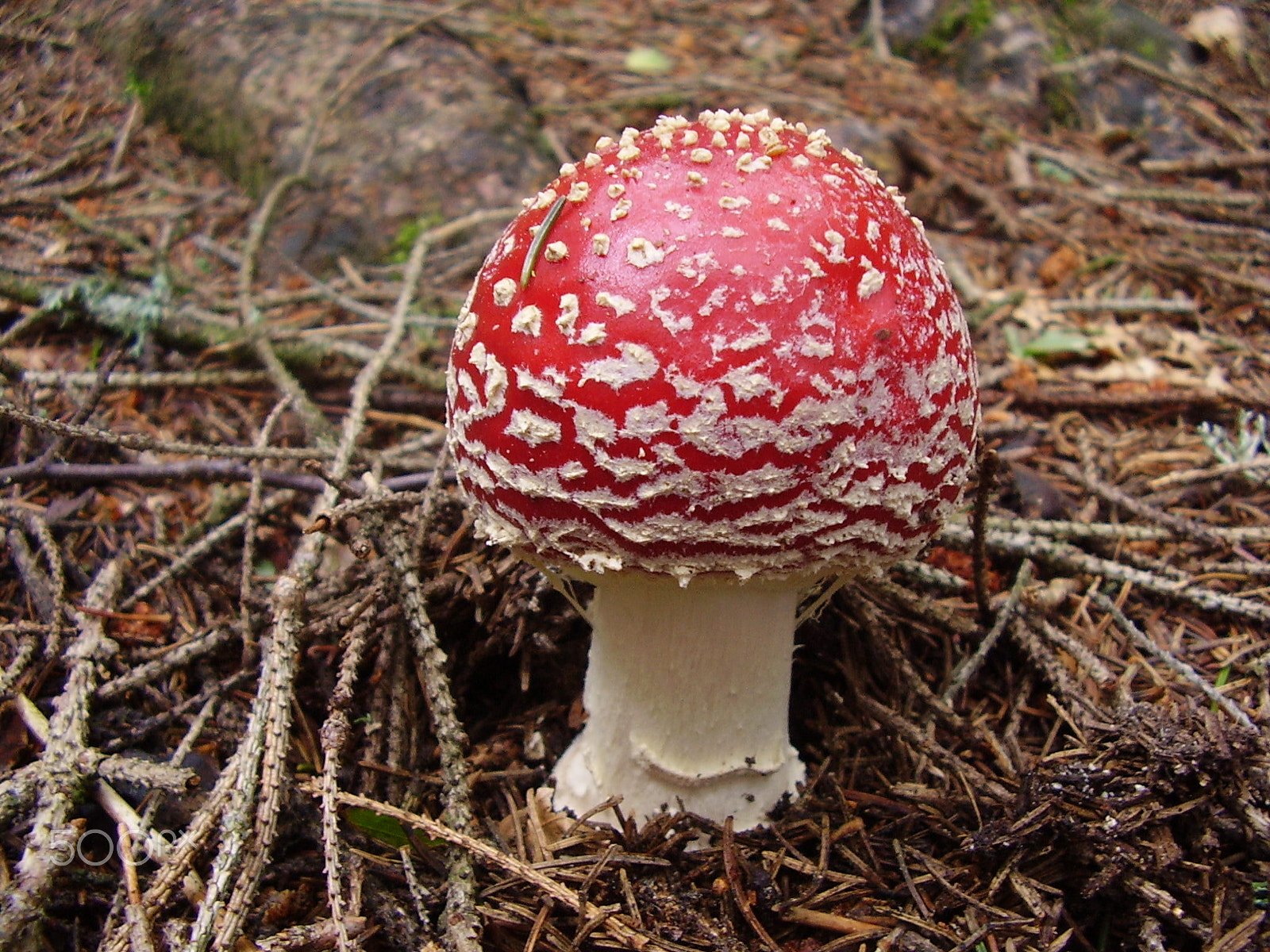 Olympus X450,D535Z,C370Z sample photo. Wizardry fly agaric photography