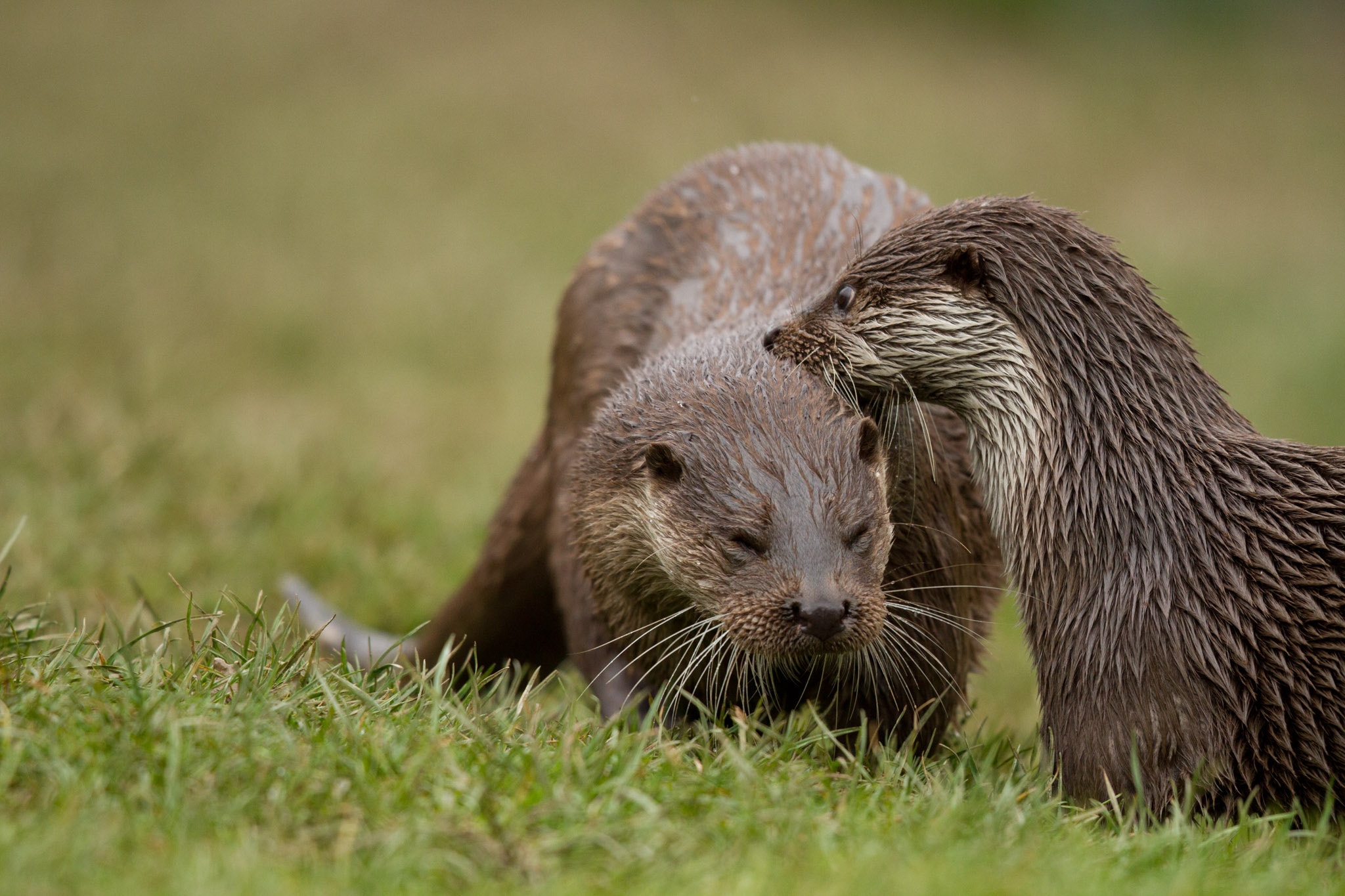 Canon EOS 7D + Canon EF 500mm F4L IS II USM sample photo. The otter family photography