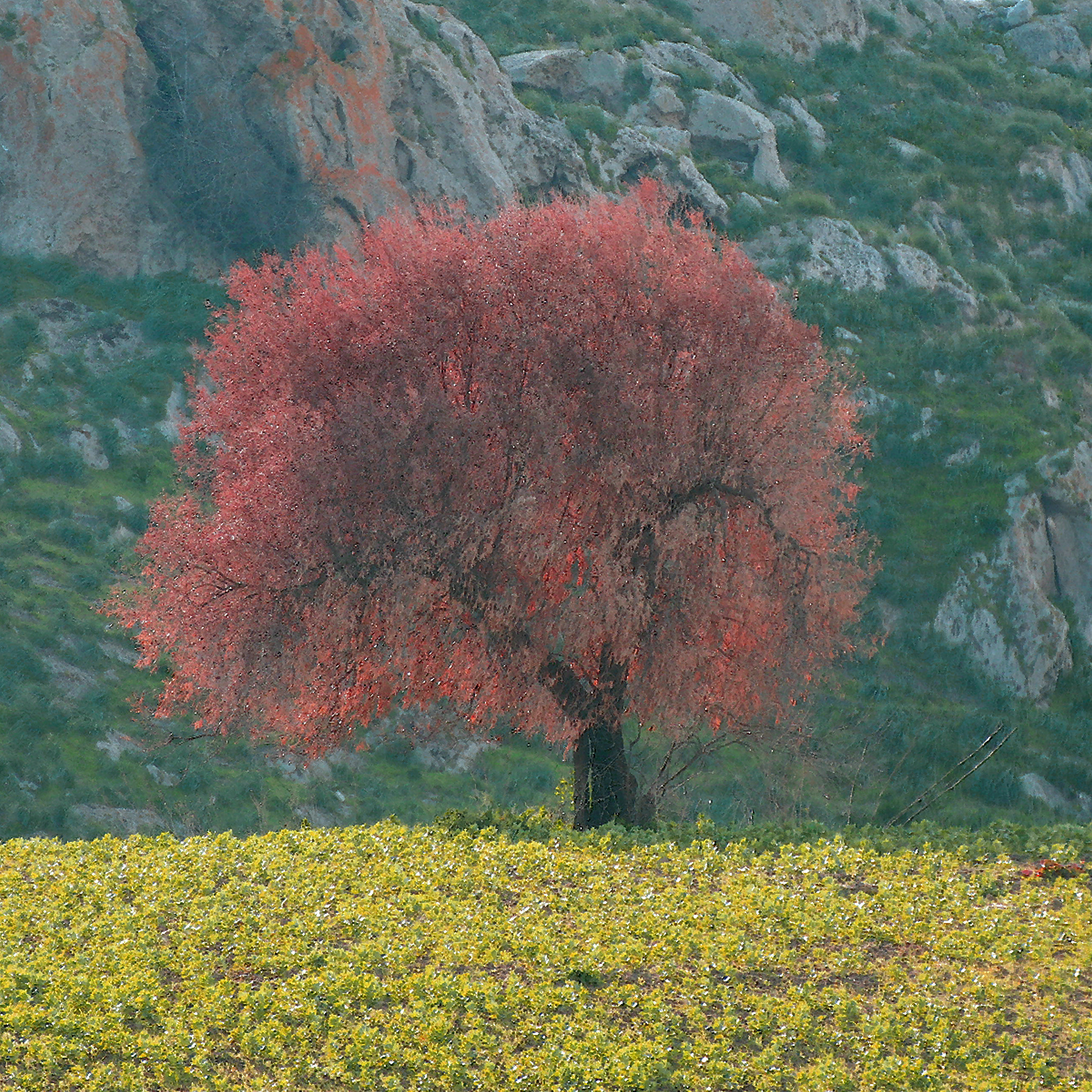 Canon EOS 760D (EOS Rebel T6s / EOS 8000D) + Tamron SP 35mm F1.8 Di VC USD sample photo. Albero rosso photography