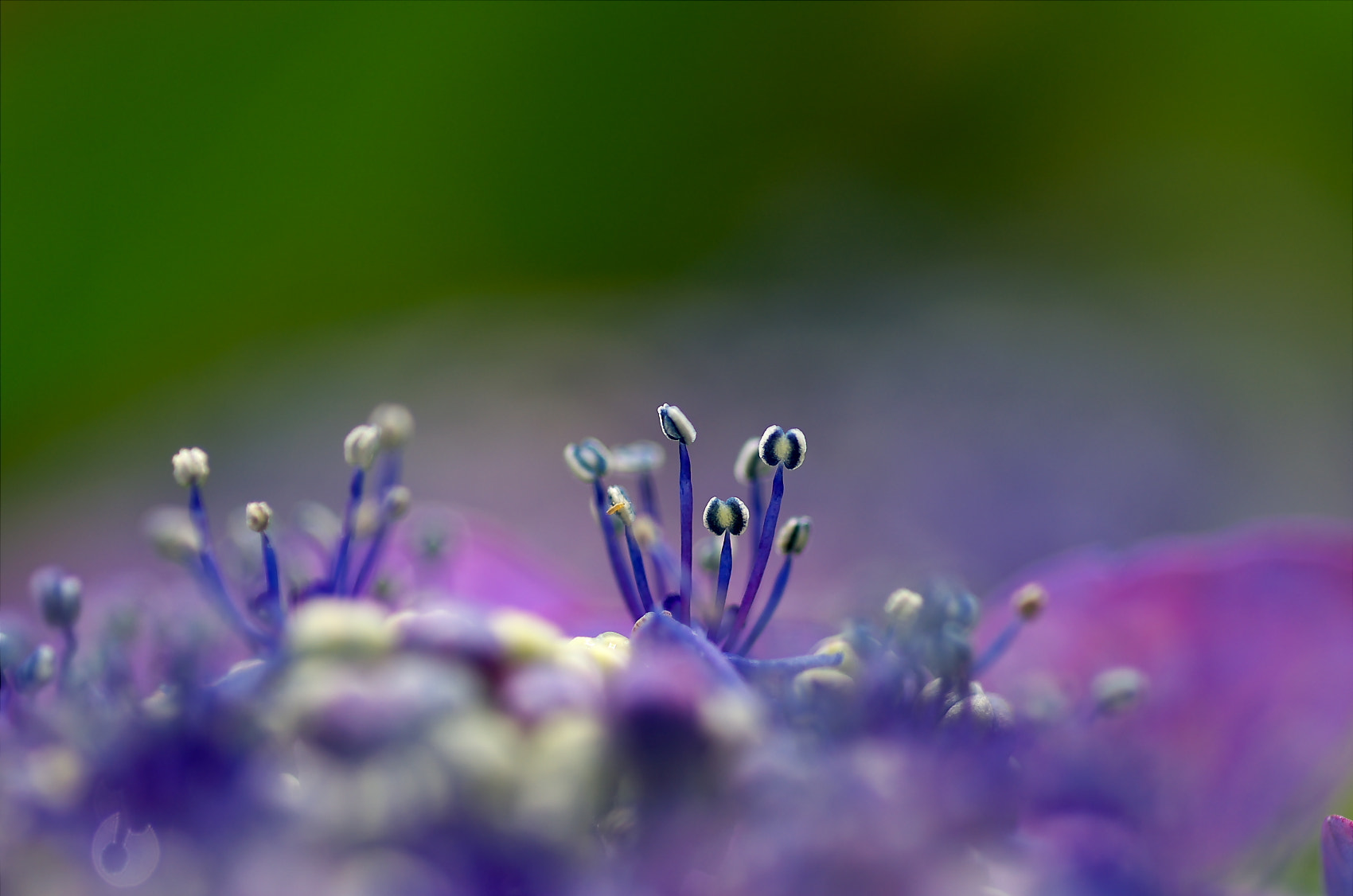 Pentax K-50 + Pentax smc D-FA 100mm F2.8 Macro WR sample photo. Hydrangea photography