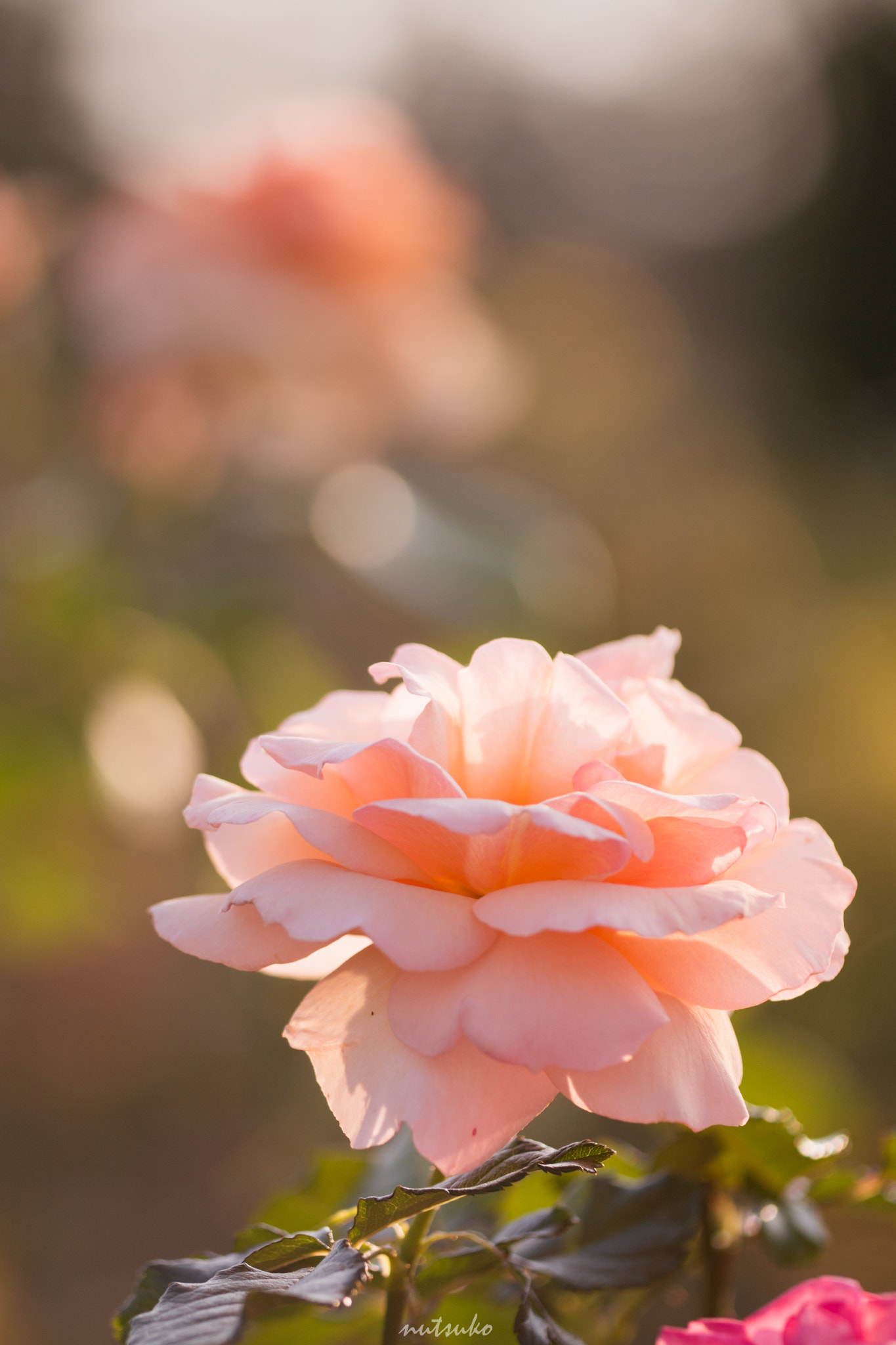 Sigma APO Macro 150mm f/2.8 EX DG HSM sample photo. Twilight of rose photography