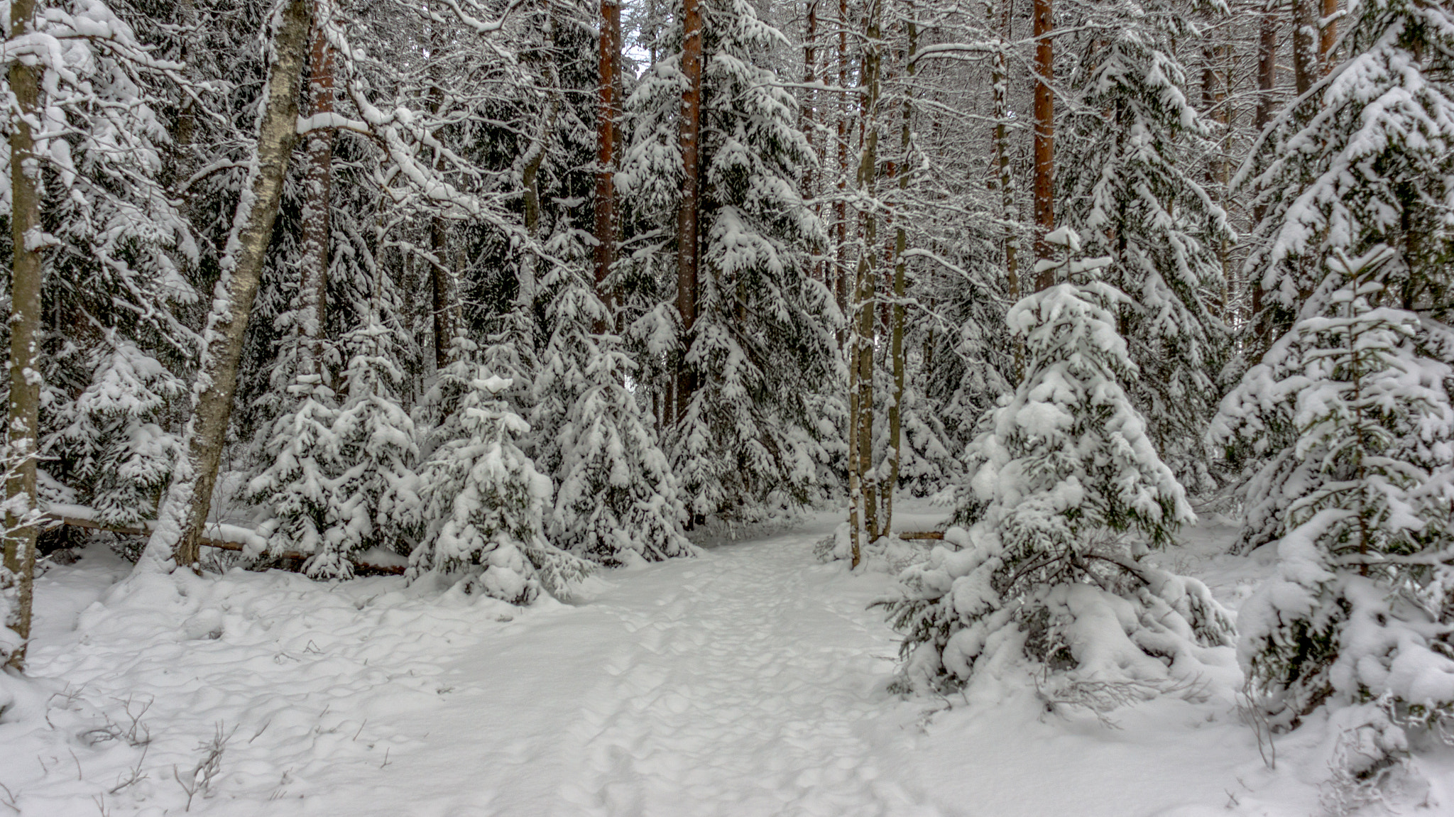 Sony SLT-A55 (SLT-A55V) + Sony 20mm F2.8 sample photo. Winter wonderland photography