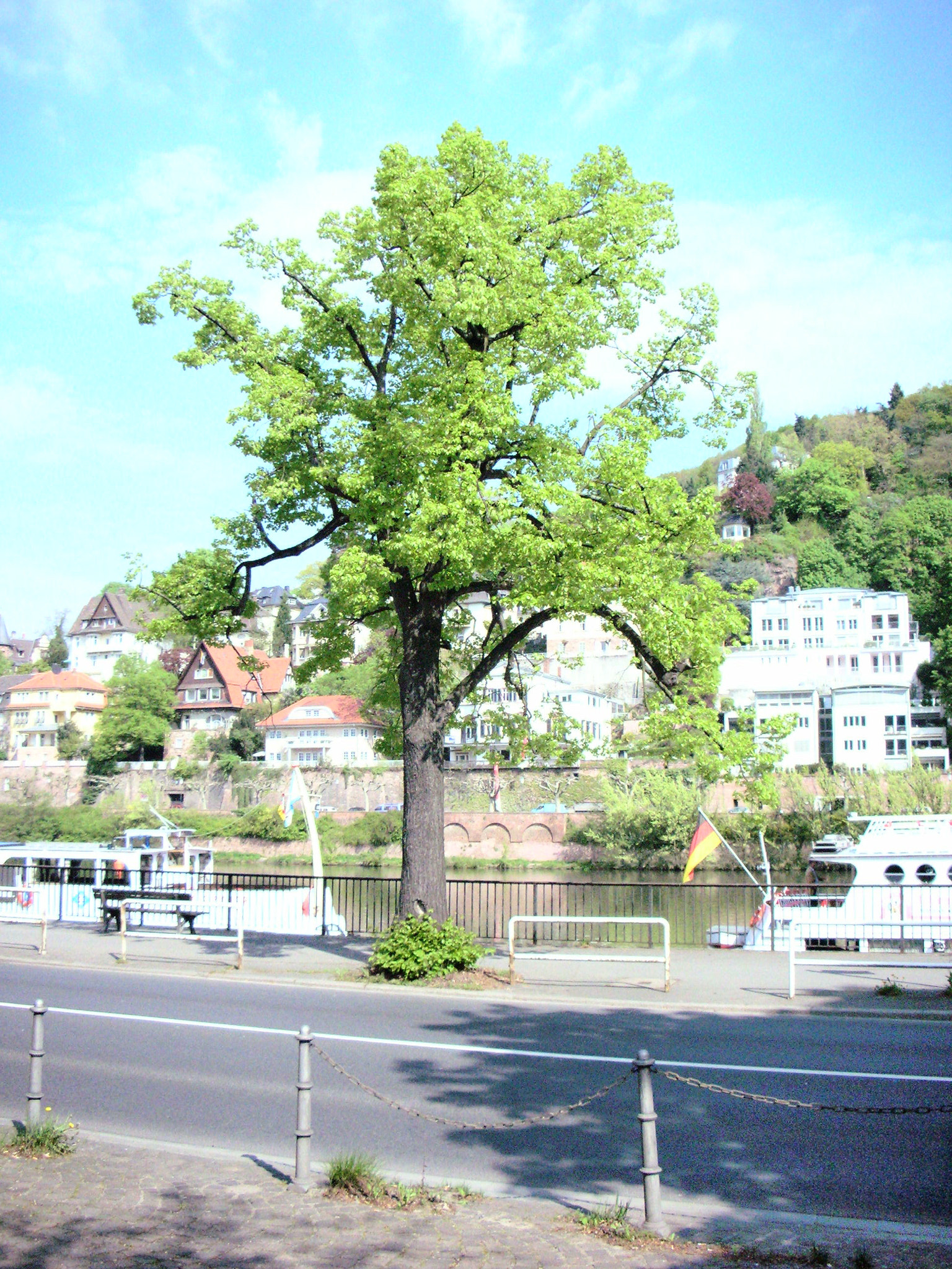 Nikon S1 sample photo. Grünes heidelberg photography
