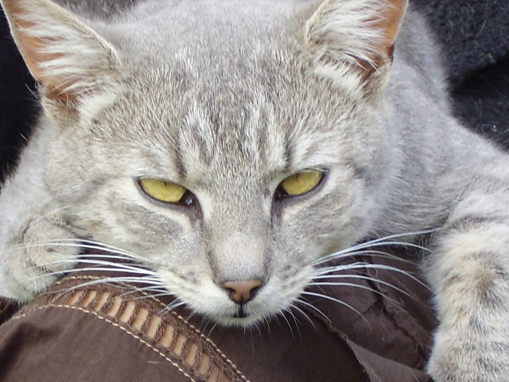 Olympus X450,D535Z,C370Z sample photo. Cool photography