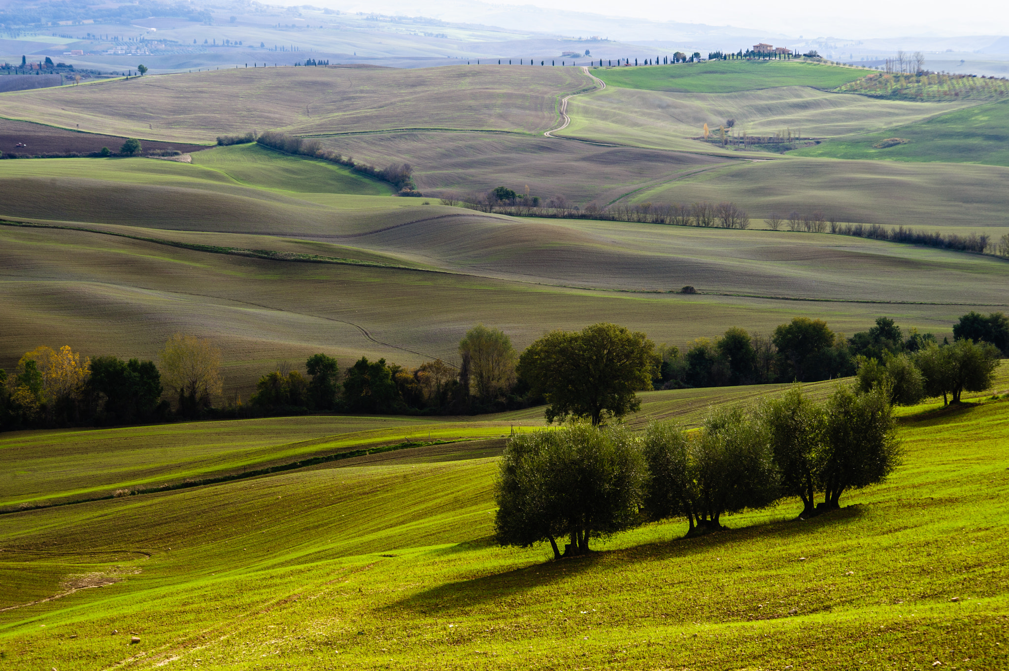Nikon D700 + AF Nikkor 70-210mm f/4-5.6 sample photo. Olive trees in orcia valley photography