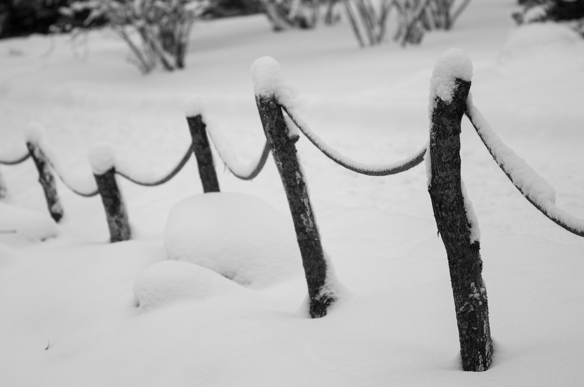 Canon EOS 500D (EOS Rebel T1i / EOS Kiss X3) + Canon EF 100mm F2.8 Macro USM sample photo. Winter bnw ! photography