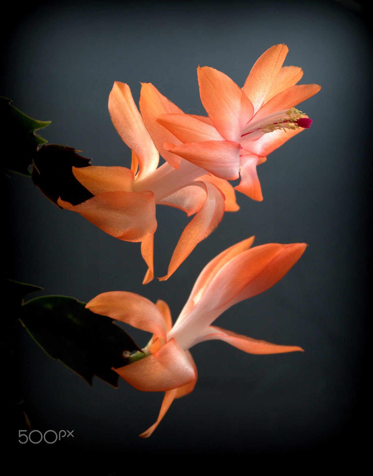Sigma 28-90mm F3.5-5.6 Macro sample photo. Orange christmas cactus flower photography