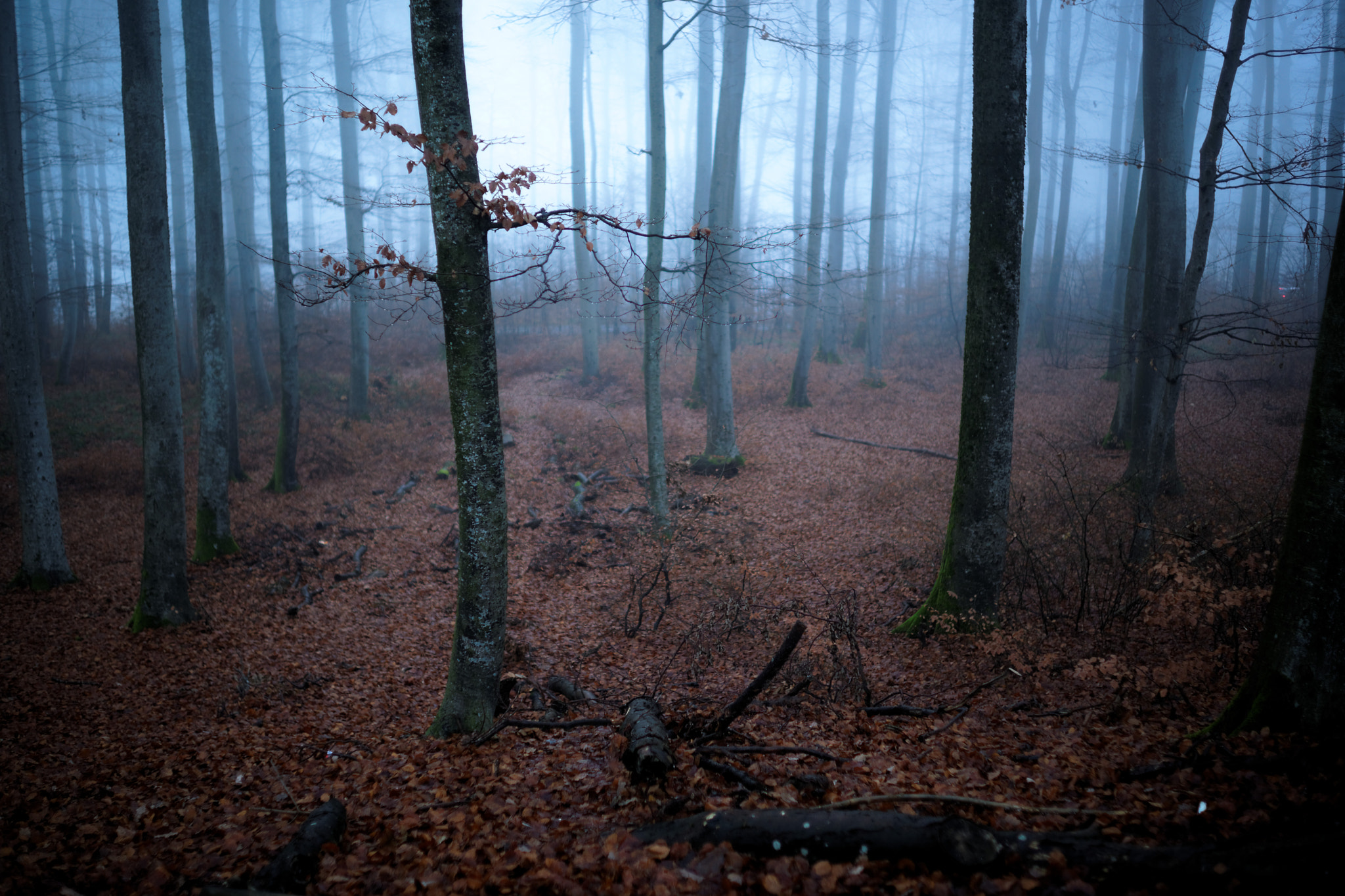 Sony a99 II + Sony 35mm F1.4 G sample photo. In the blue misty forest photography