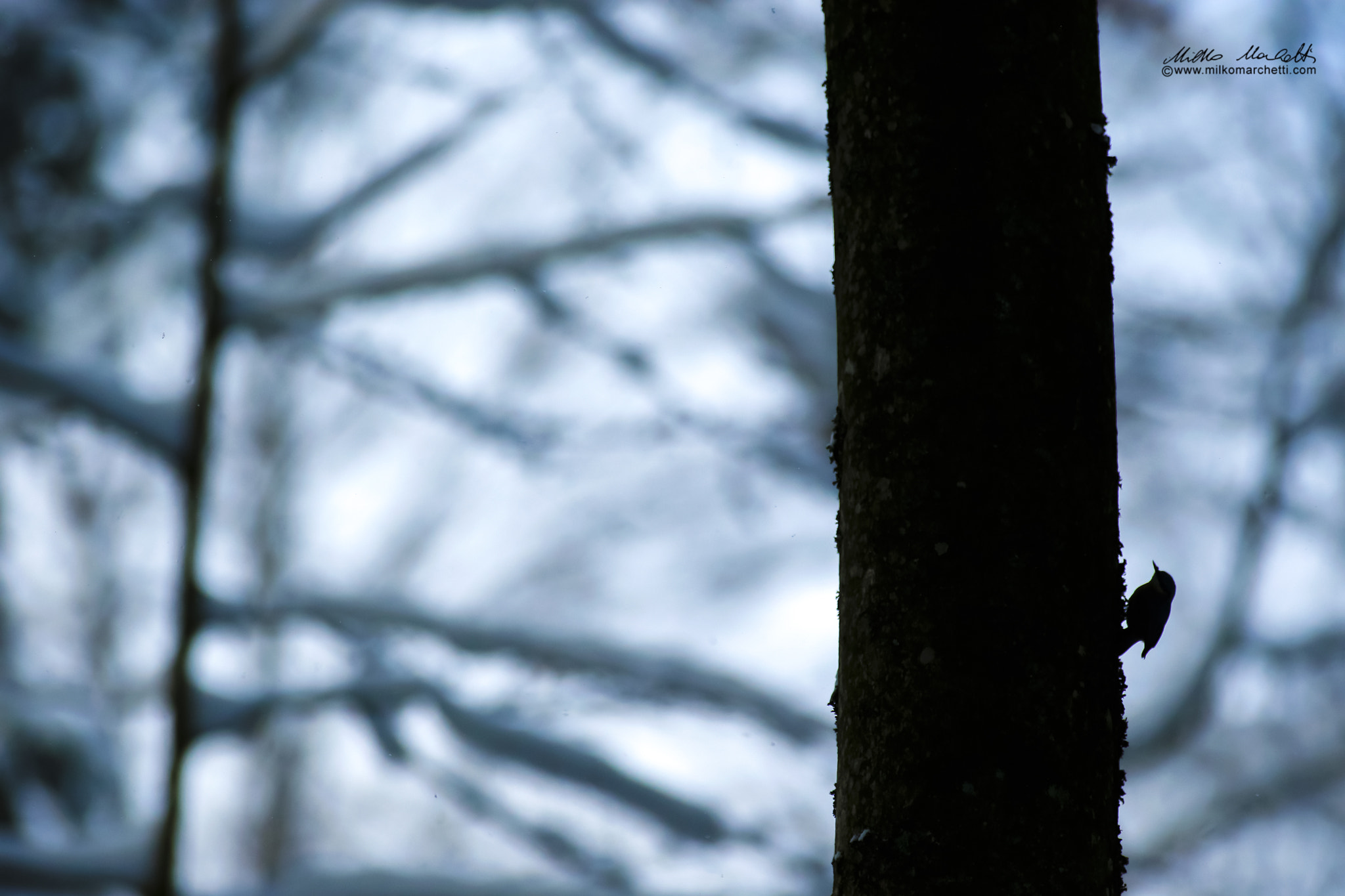 Canon EF 300mm f/2.8L + 1.4x sample photo. Nuthatch photography