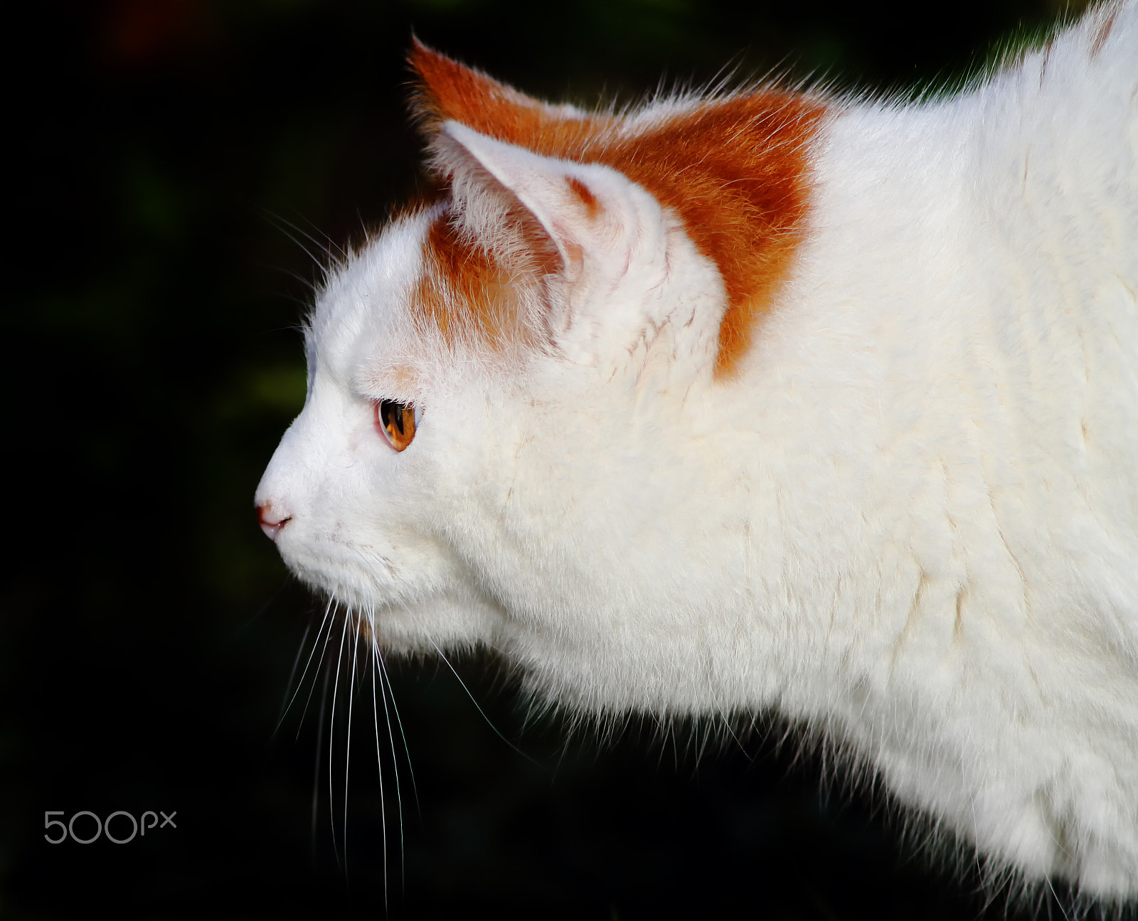 Canon EF 200mm f/2.8L II + 2x sample photo. Herbert the cat photography