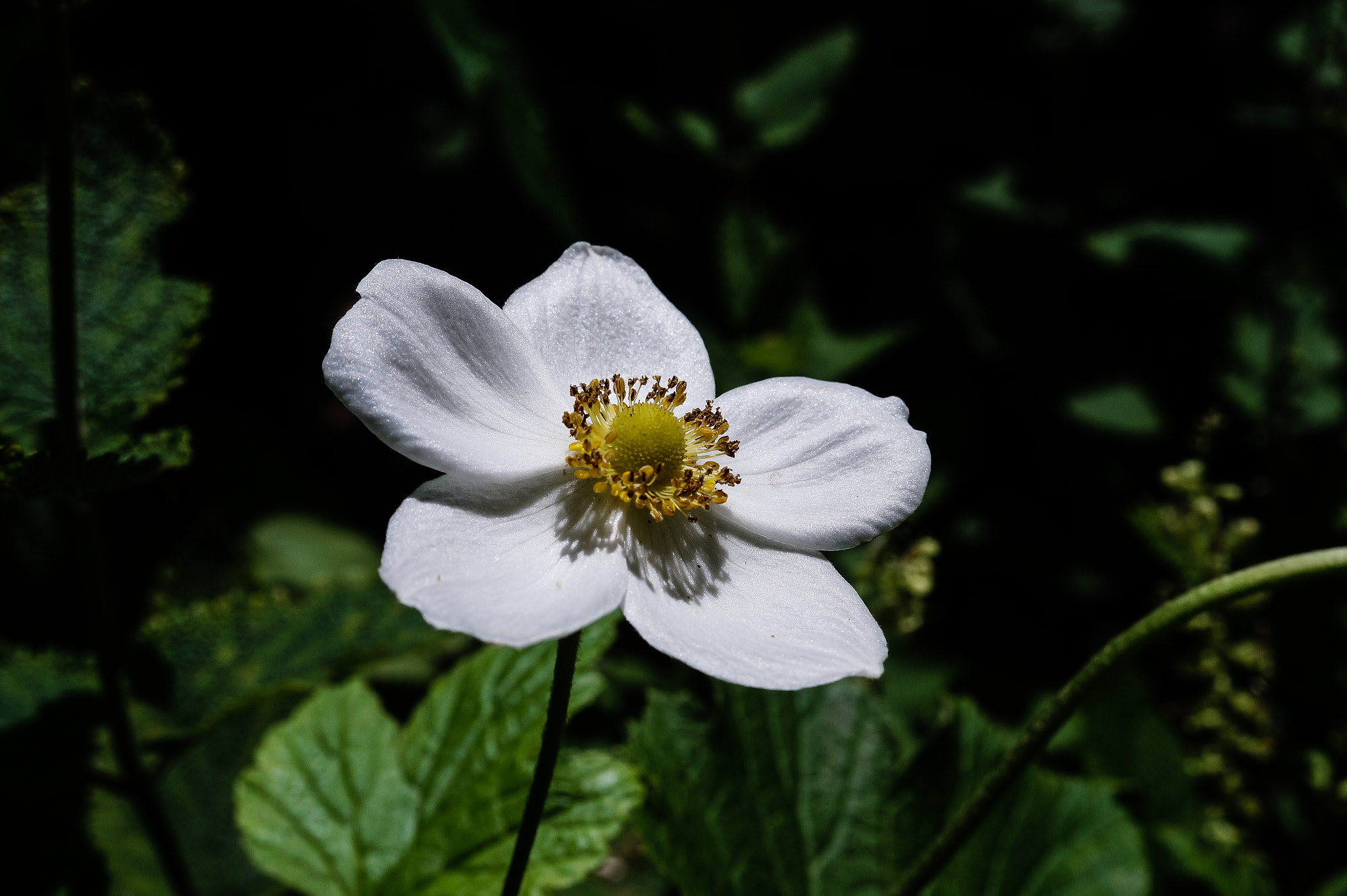 Sony SLT-A58 + Sony DT 30mm F2.8 Macro SAM sample photo. Ml_20160116_03 photography