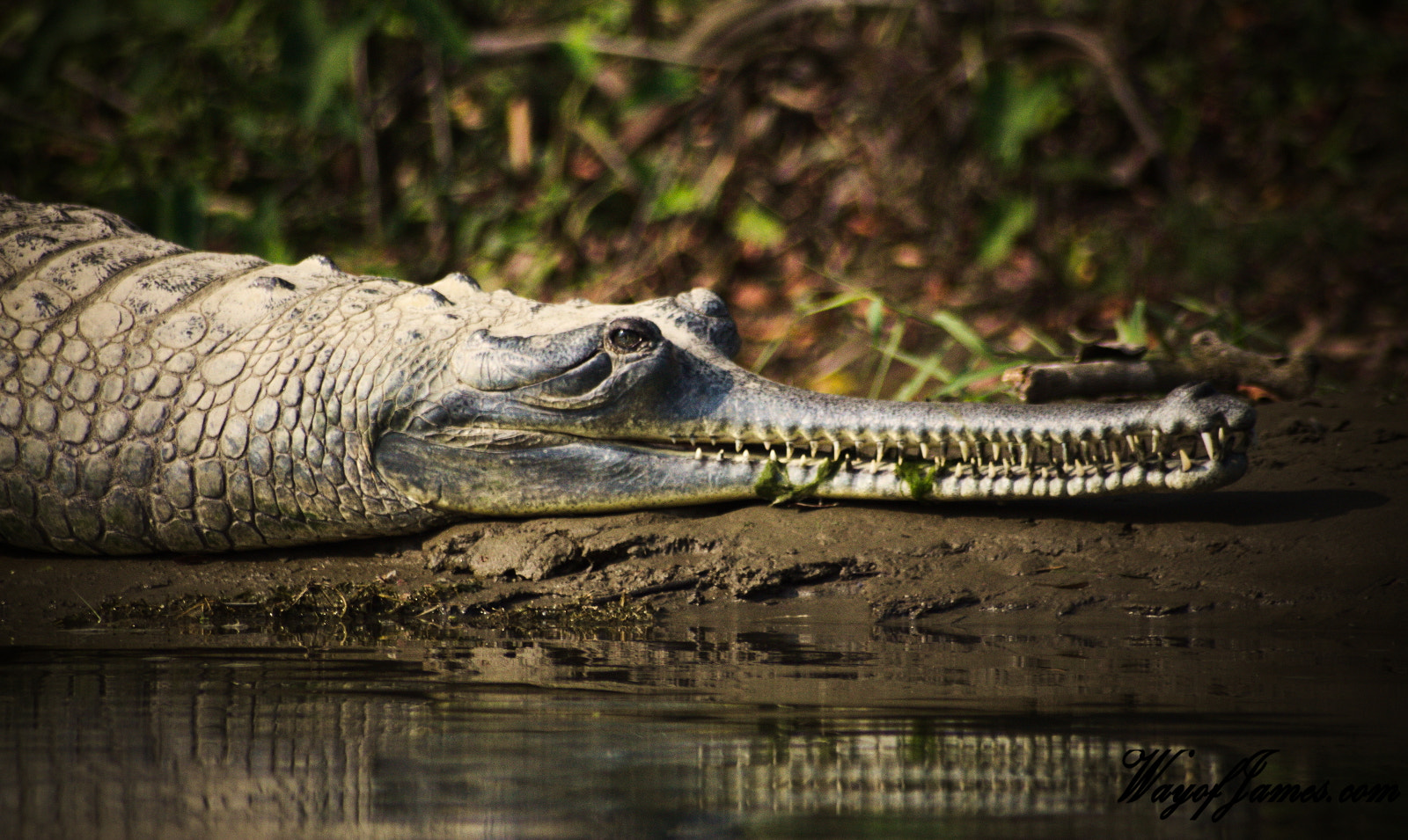 Sigma 70-300mm F4-5.6 APO DG Macro sample photo. Safari croco photography